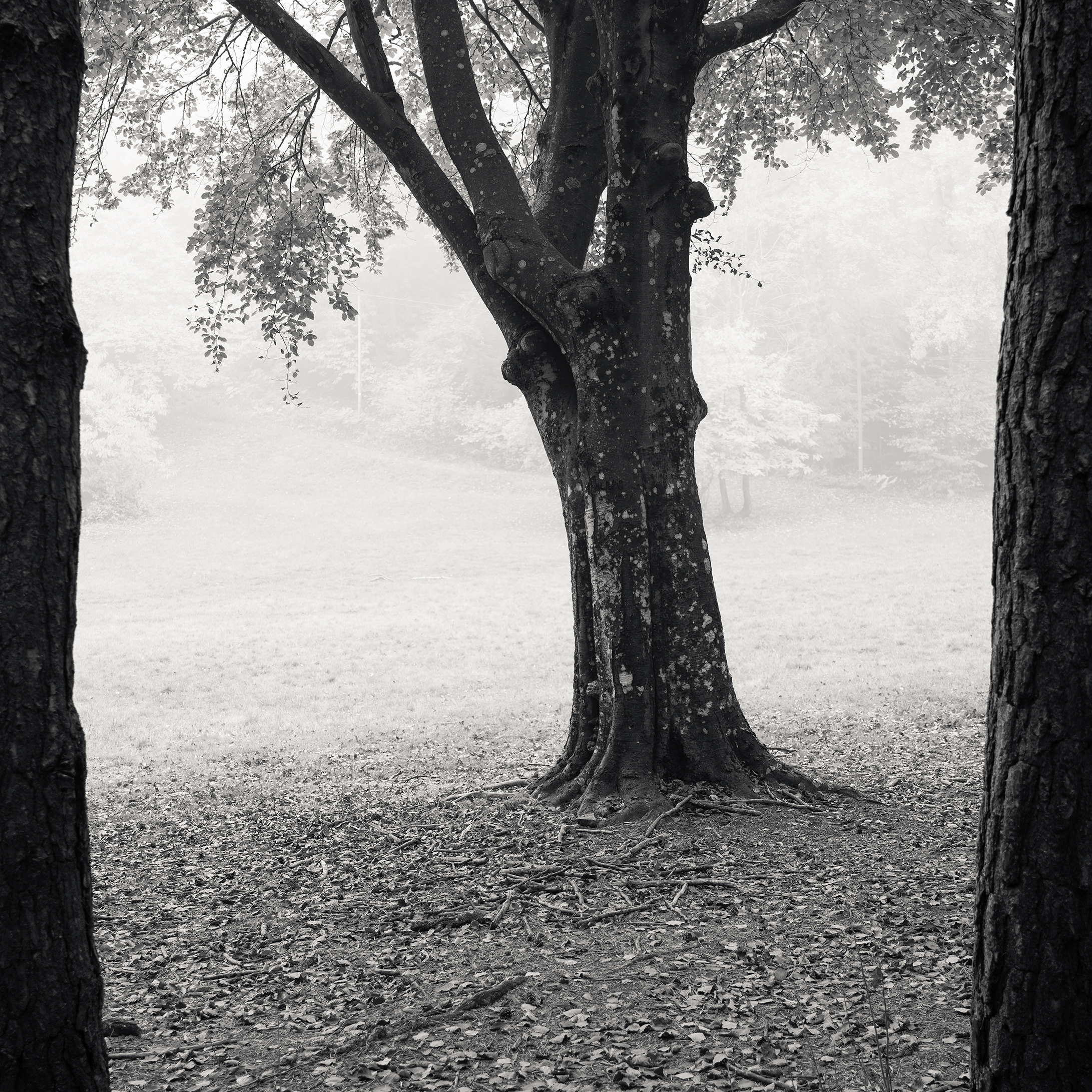 Foggy Day In The Park