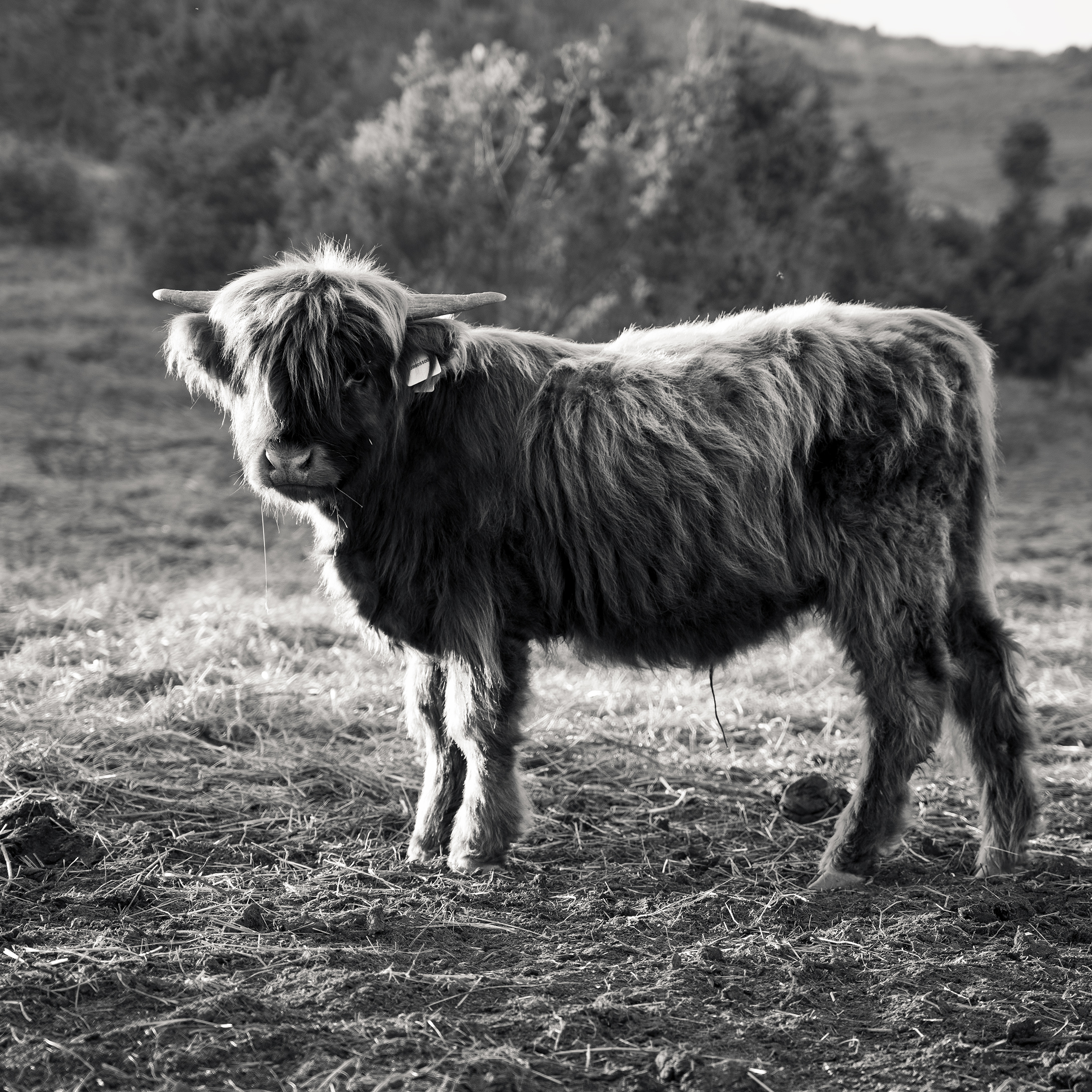 Curious Calf