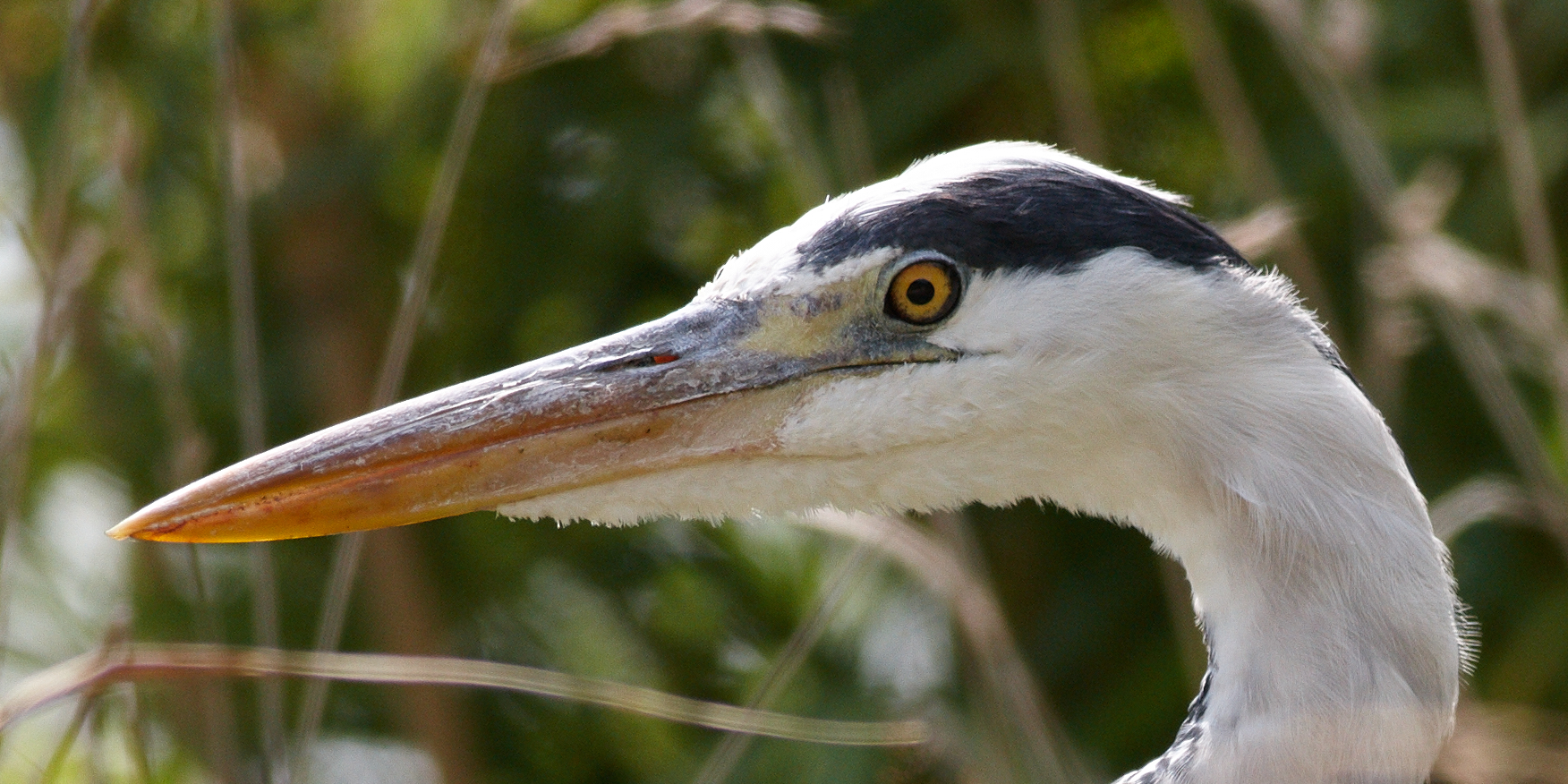 crop 400/5.6 L @/5.6 su 1ds3