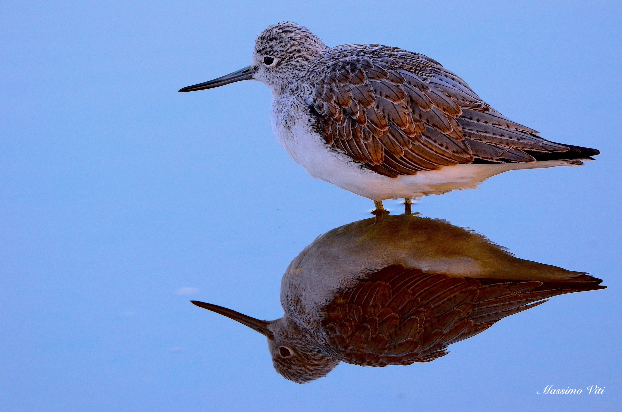 Pantana ( Tringa nebularia )