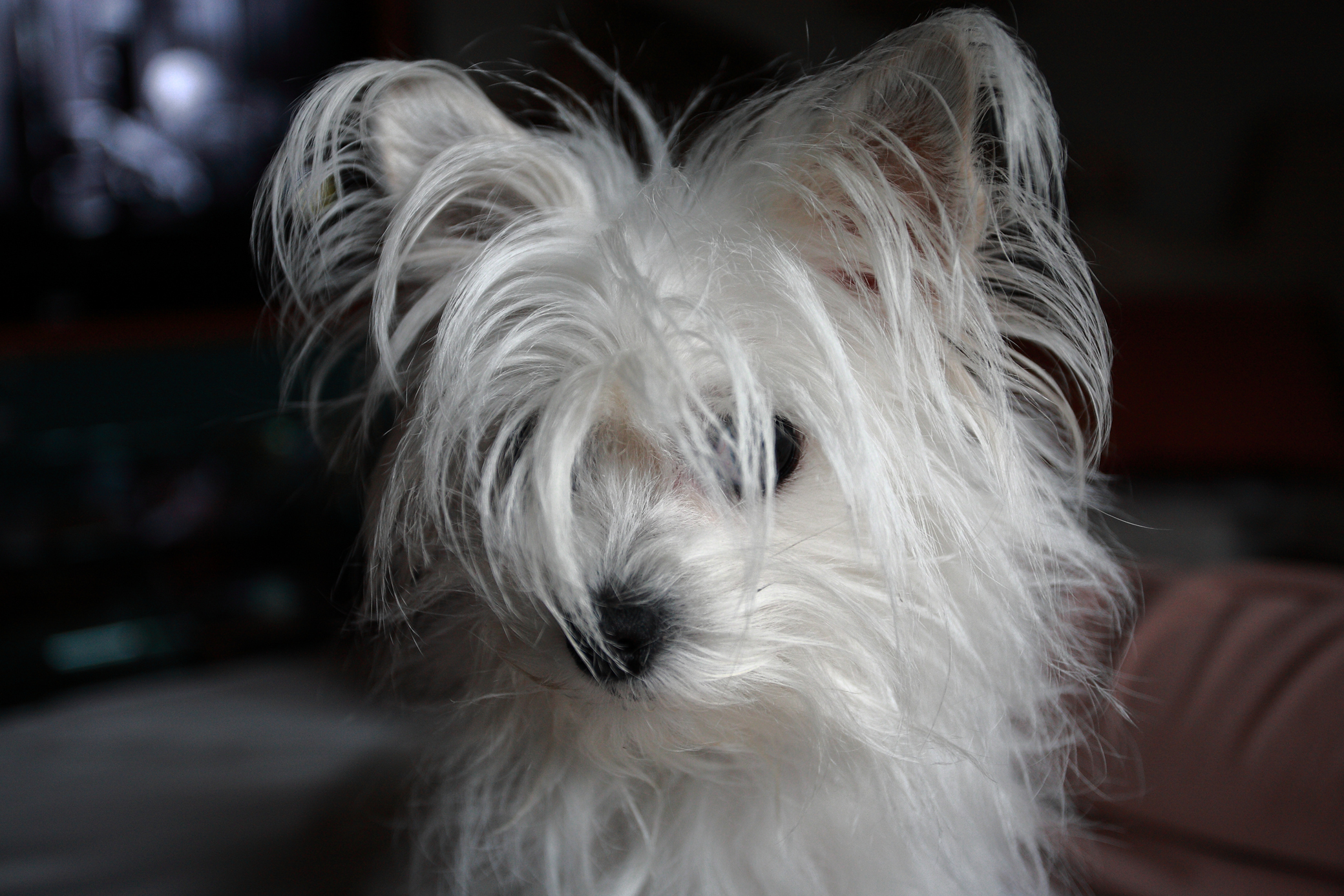 Princess Sissi upset