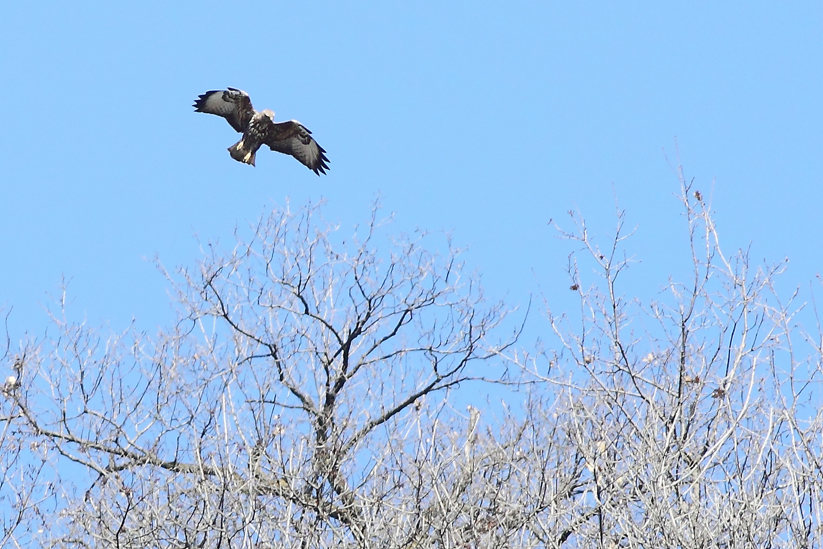 Rapace in lontananza