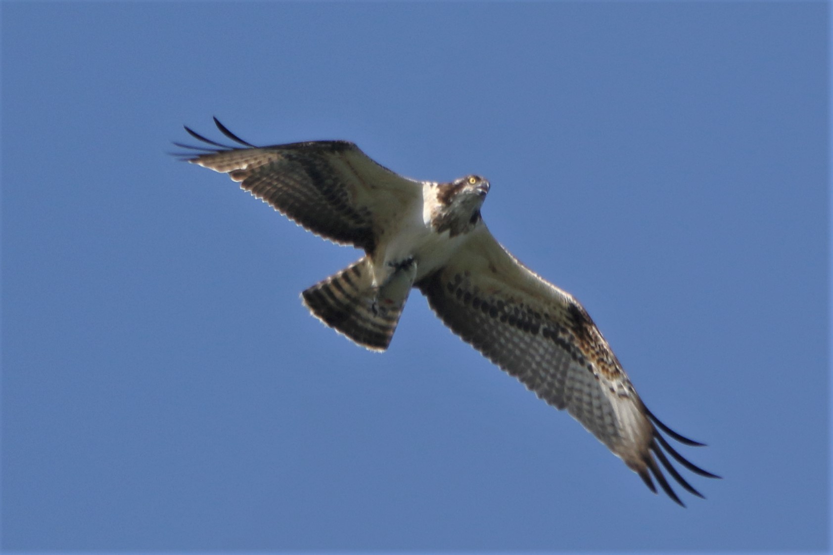 Osprey with prey 234