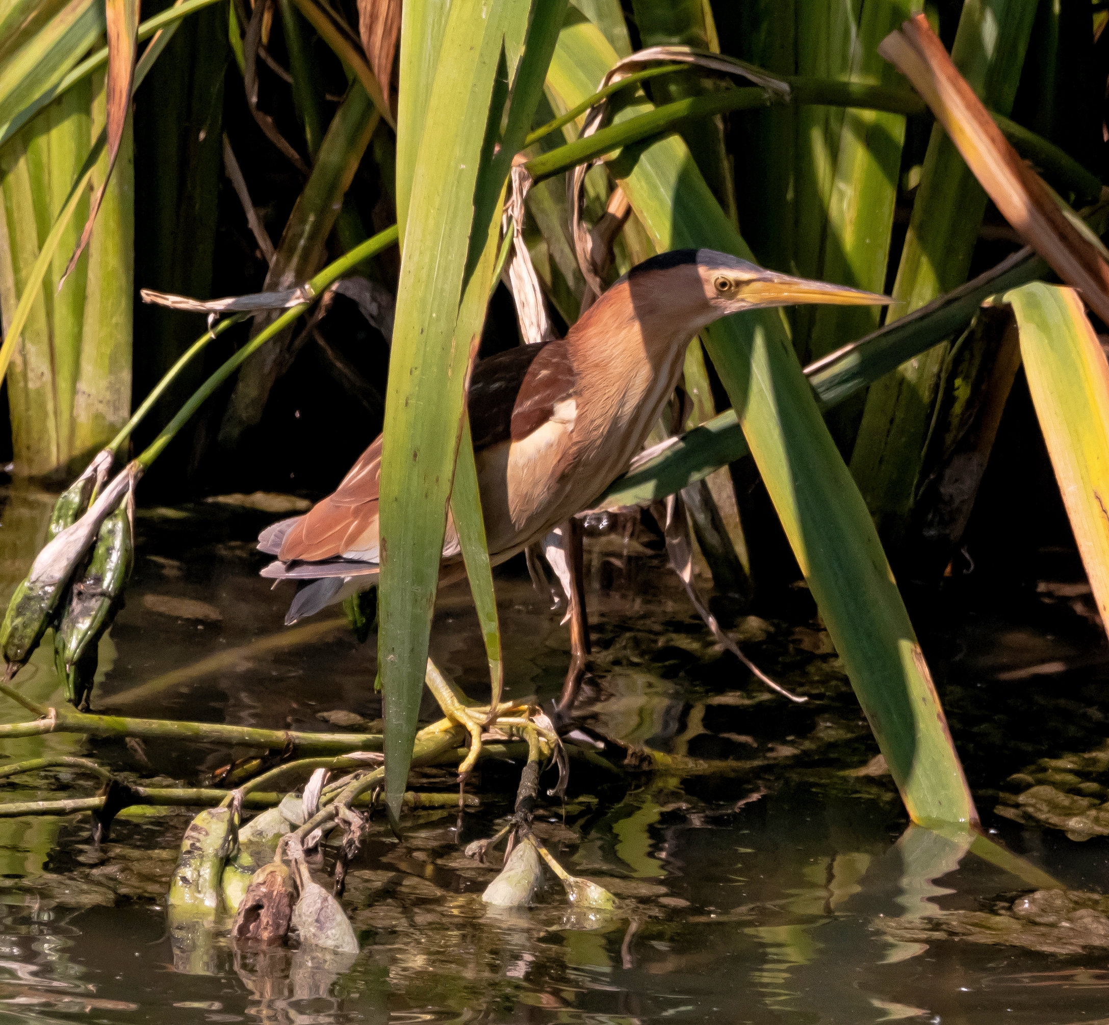 Tarabusino femmina in sosta Oasi Lipu 20/07/2021