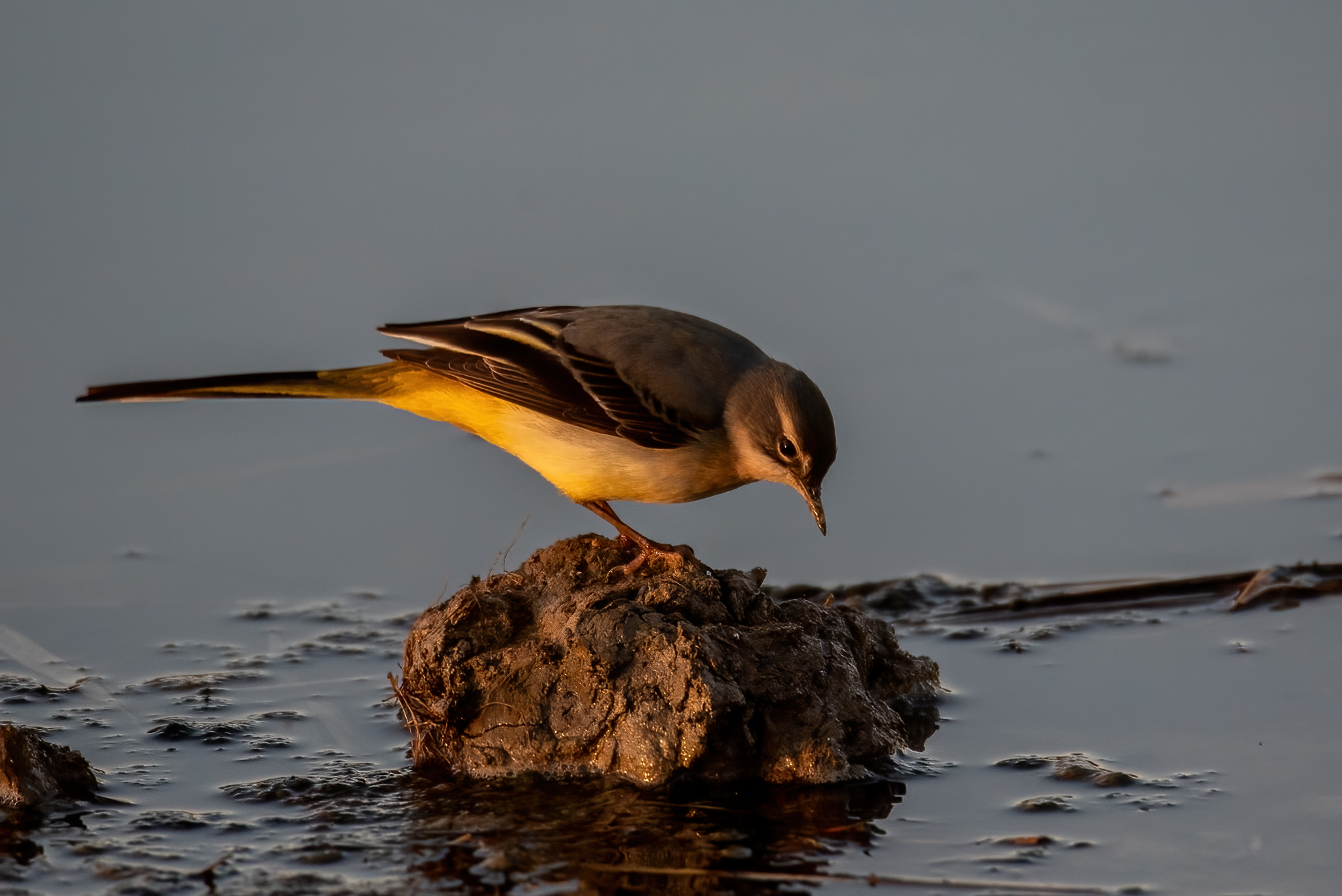 Grey wagtail