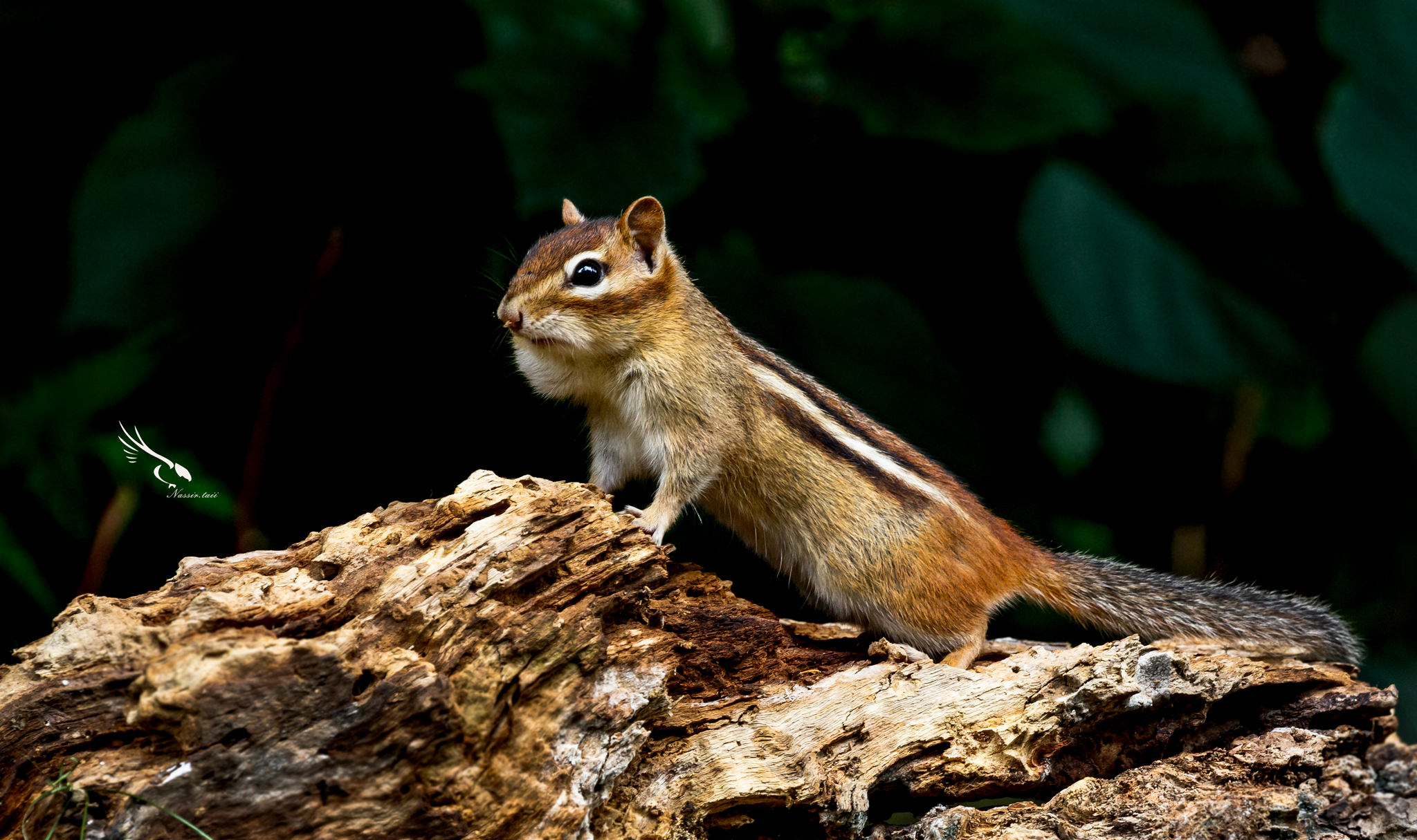 Chipmunks