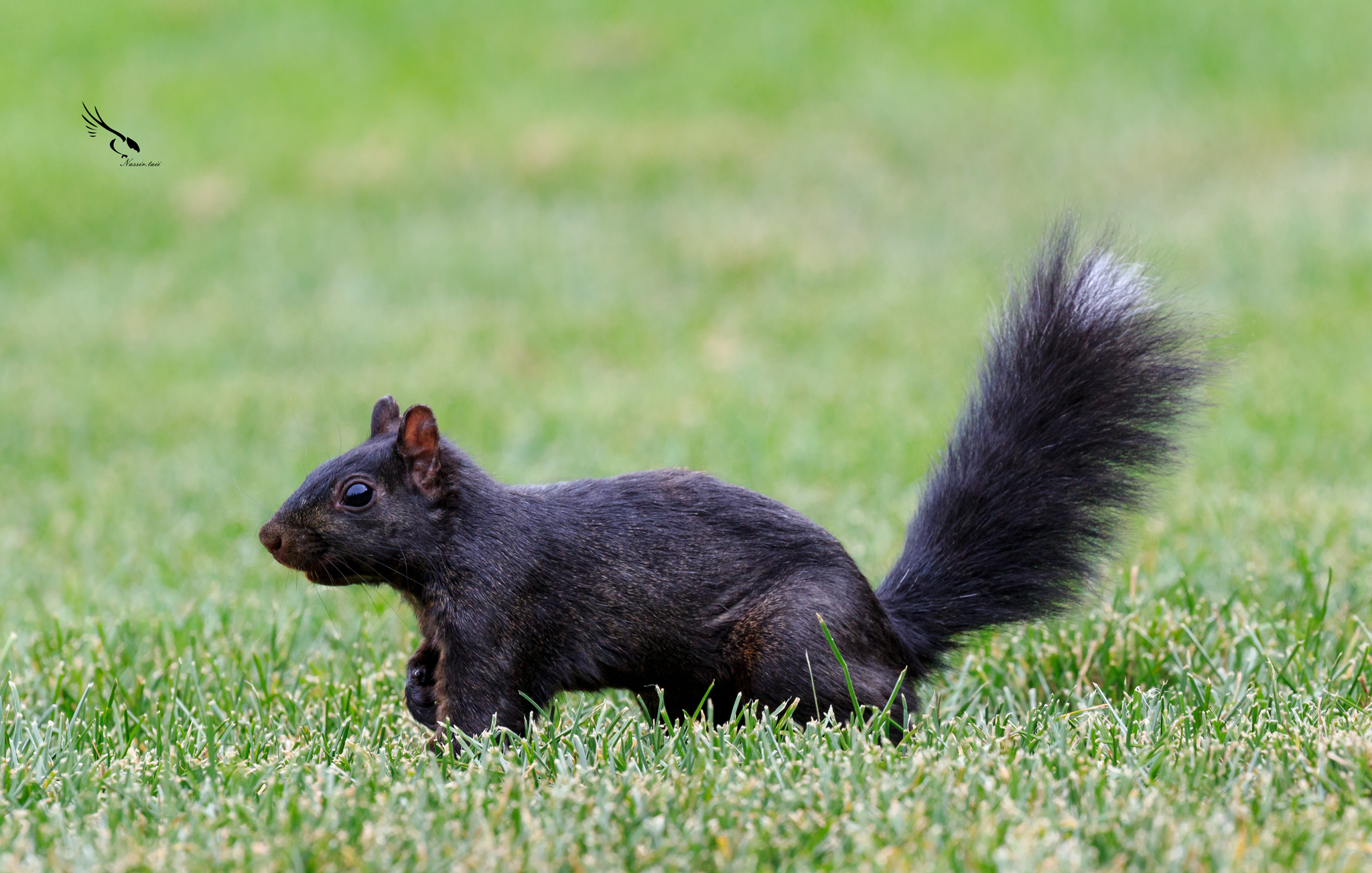 Scoiattolo nero canadese