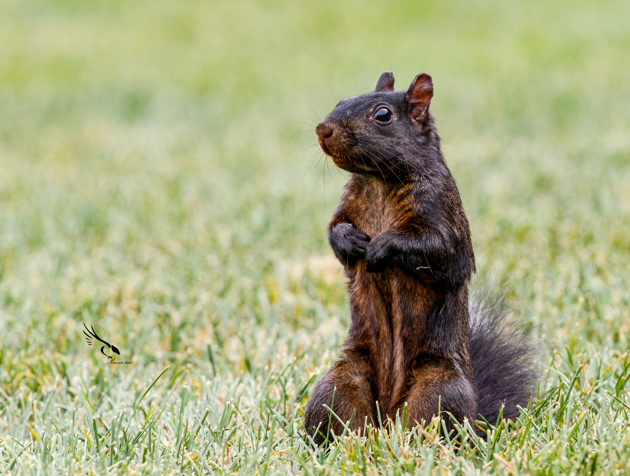 Scoiattolo nero canadese
