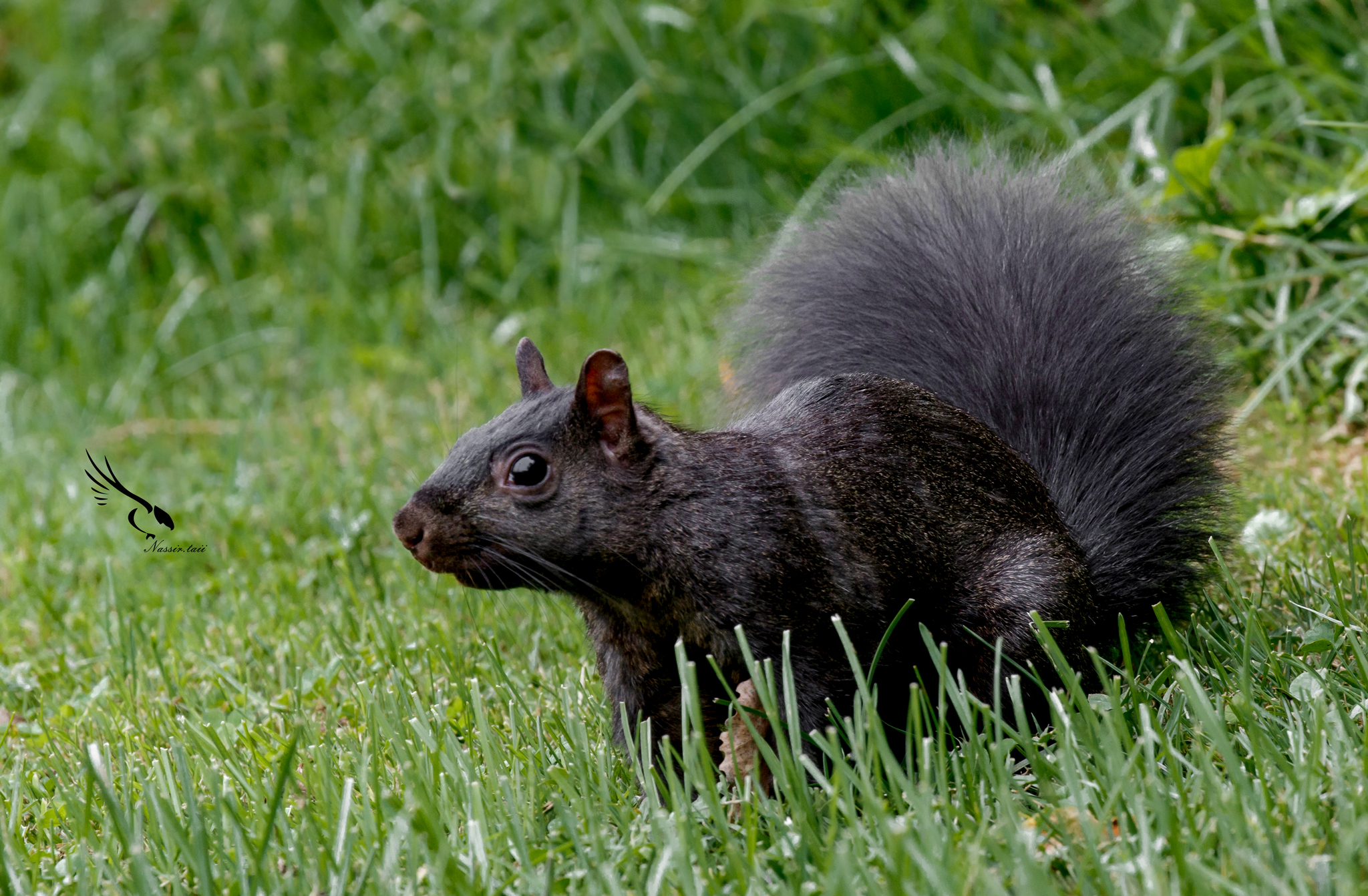 Scoiattolo nero canadese