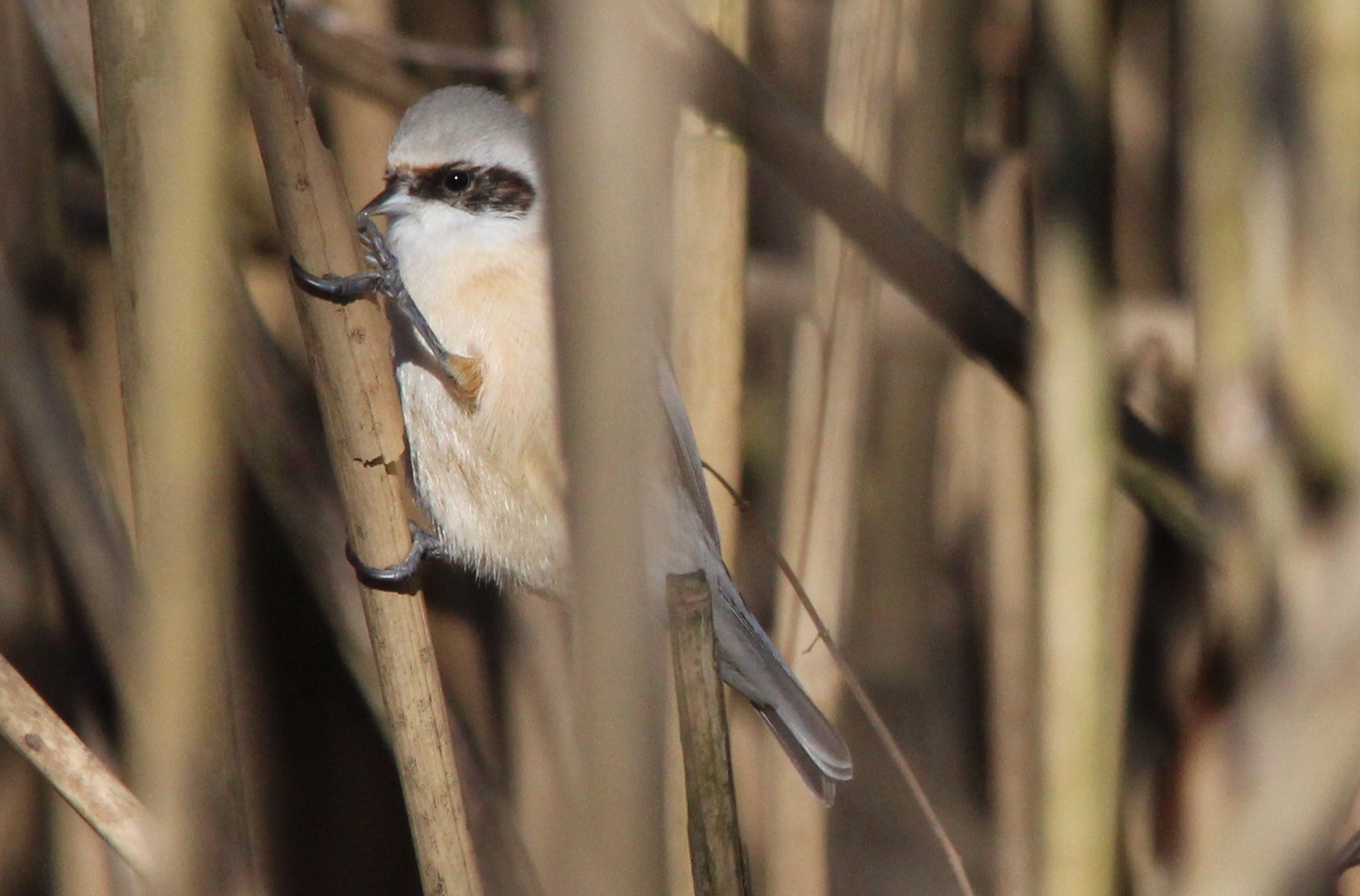 Pendolino (Pendolino)