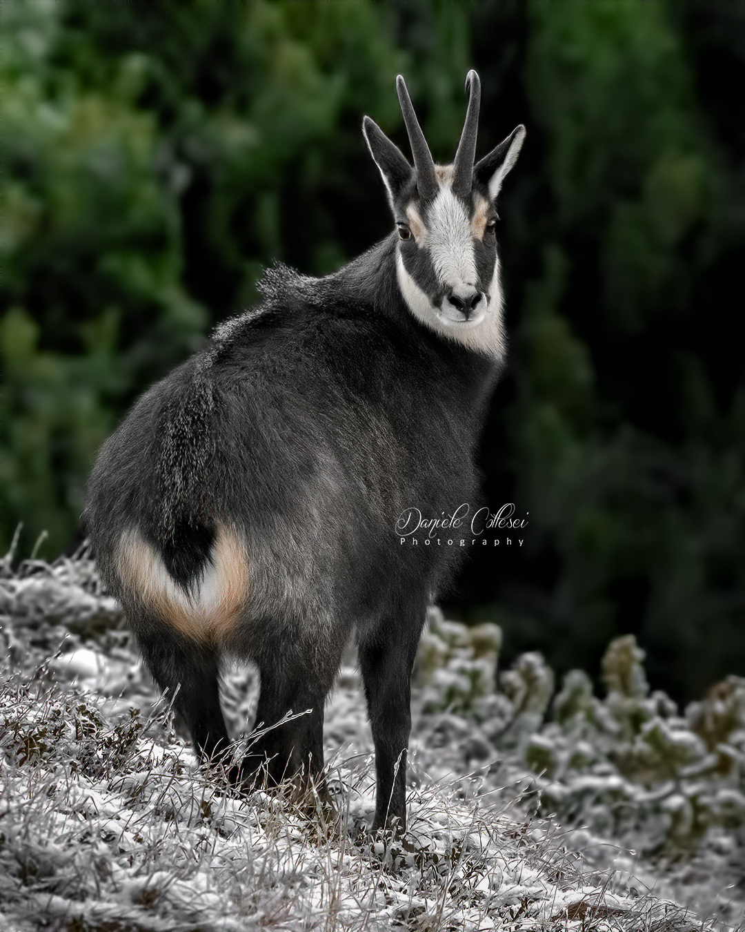 La prima "spolverata"..