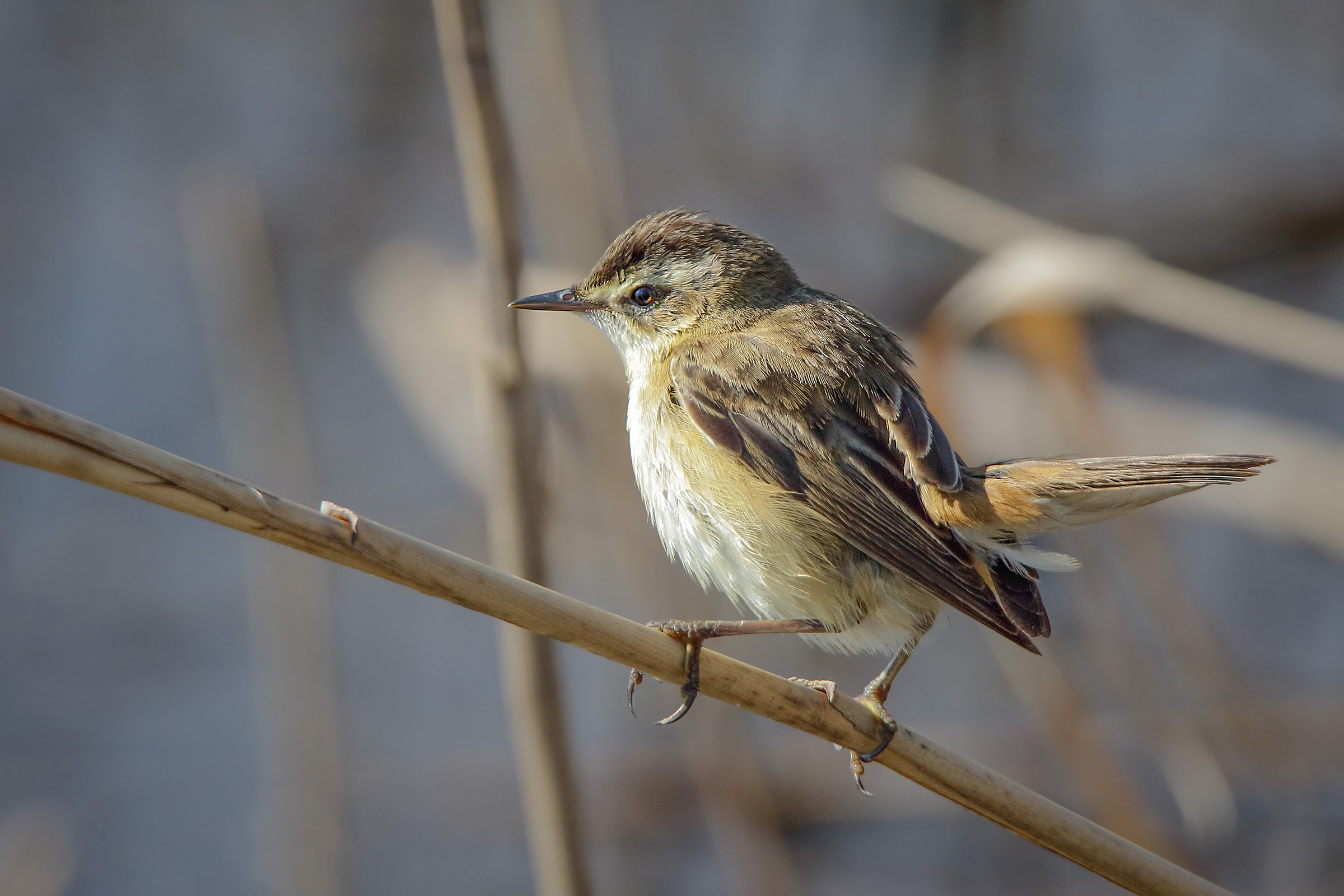 Forapaglie (acrocephalus schoenobaenus)