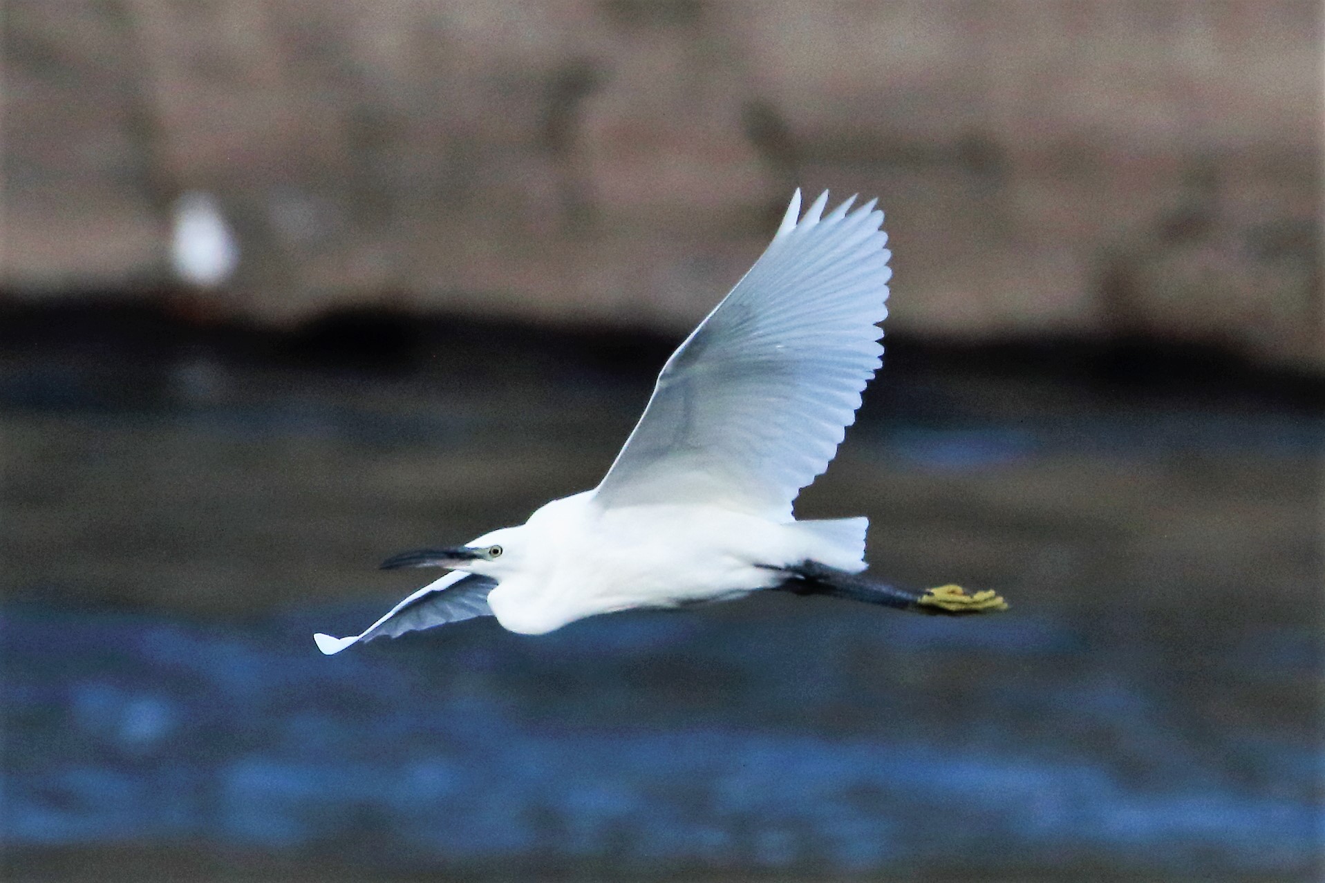 egret