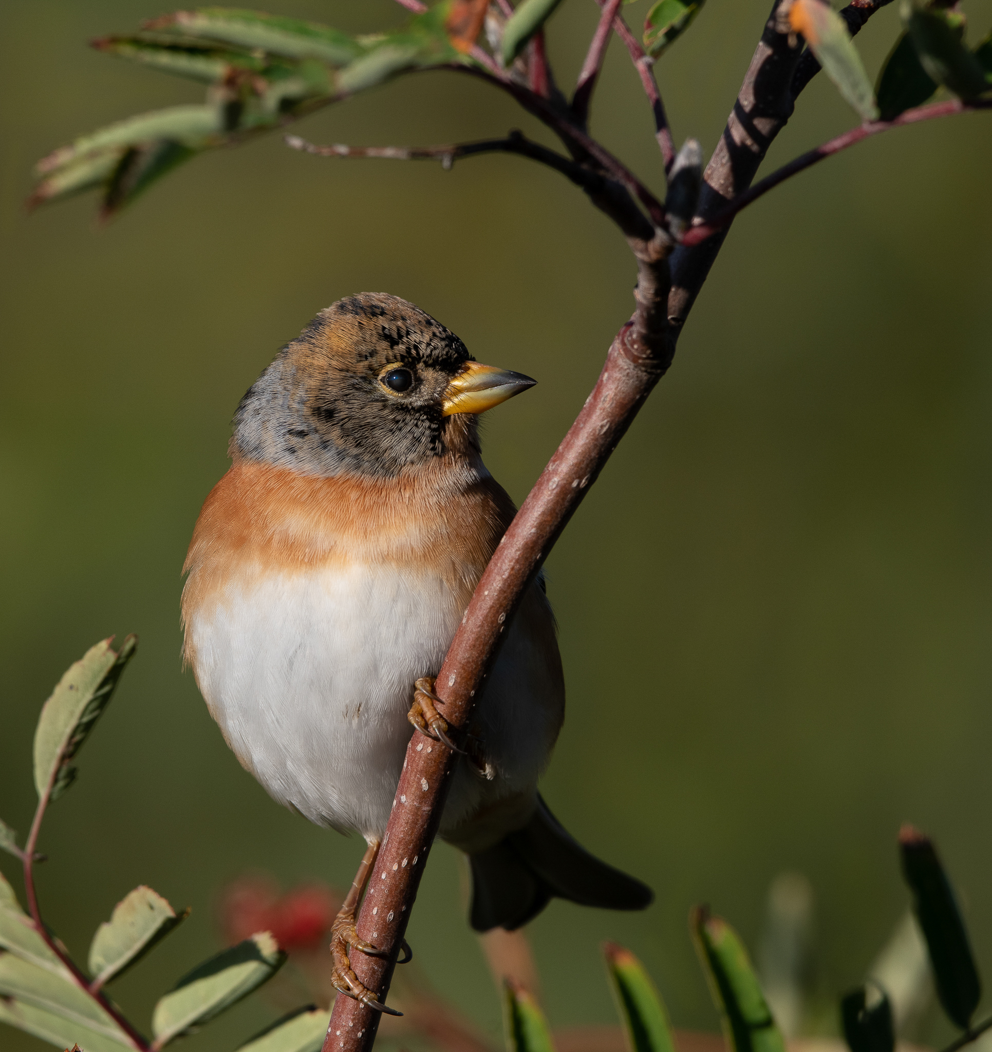 Peppola ambientata
