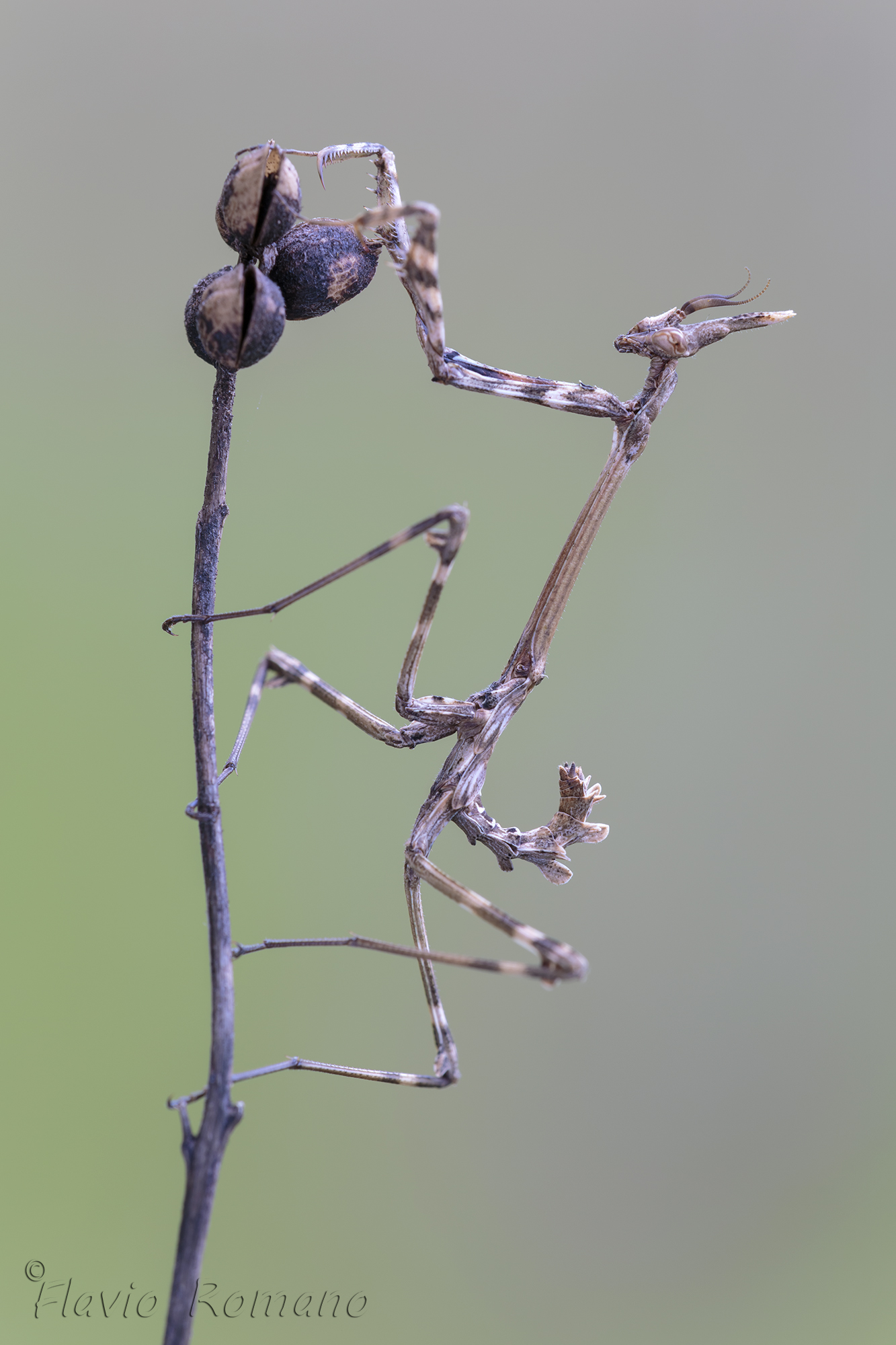 Empusa pennata