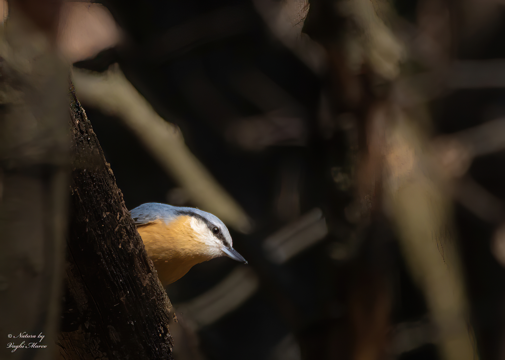 Wood nuthatch