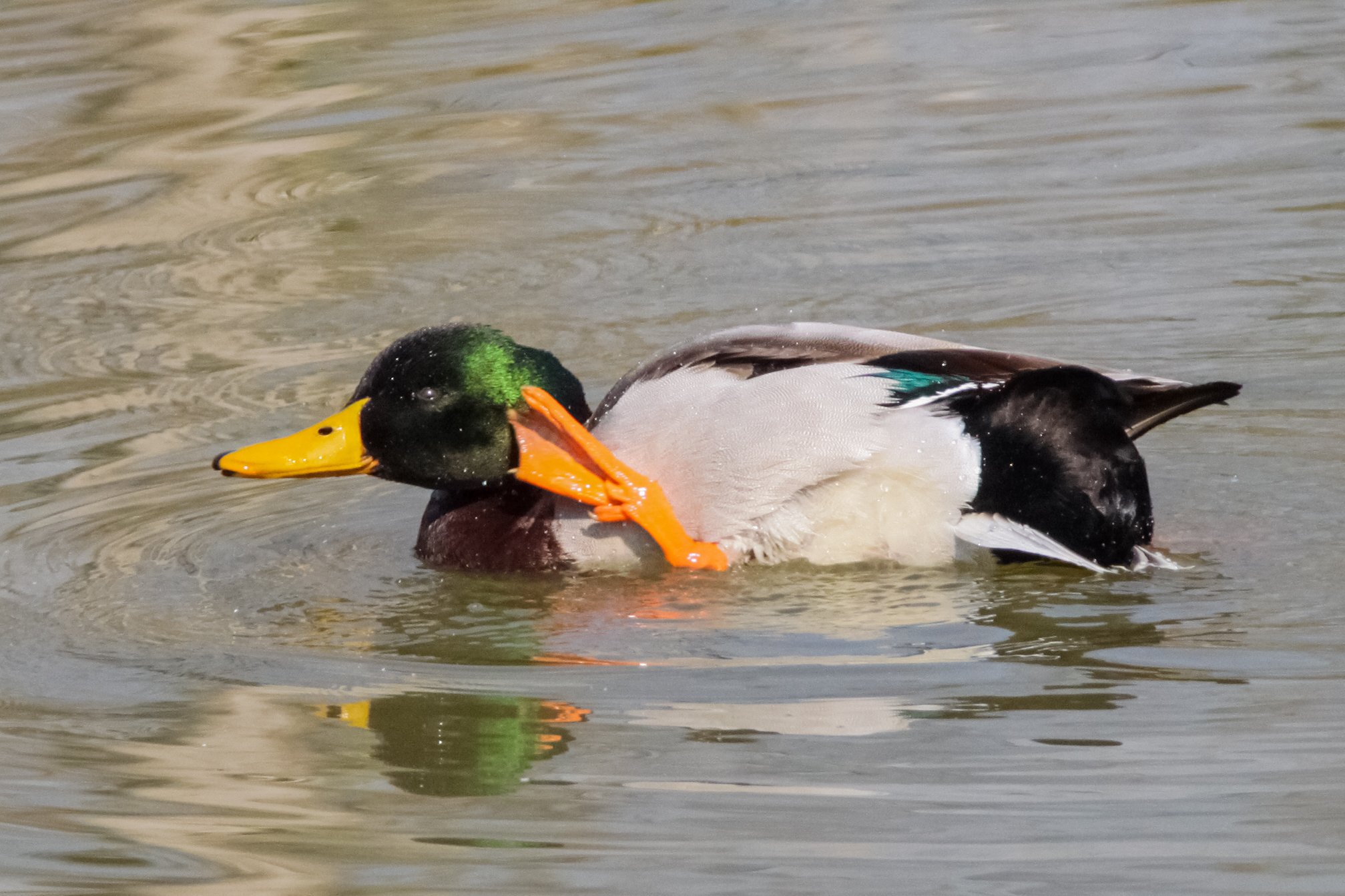 I don't hear you, speak louder