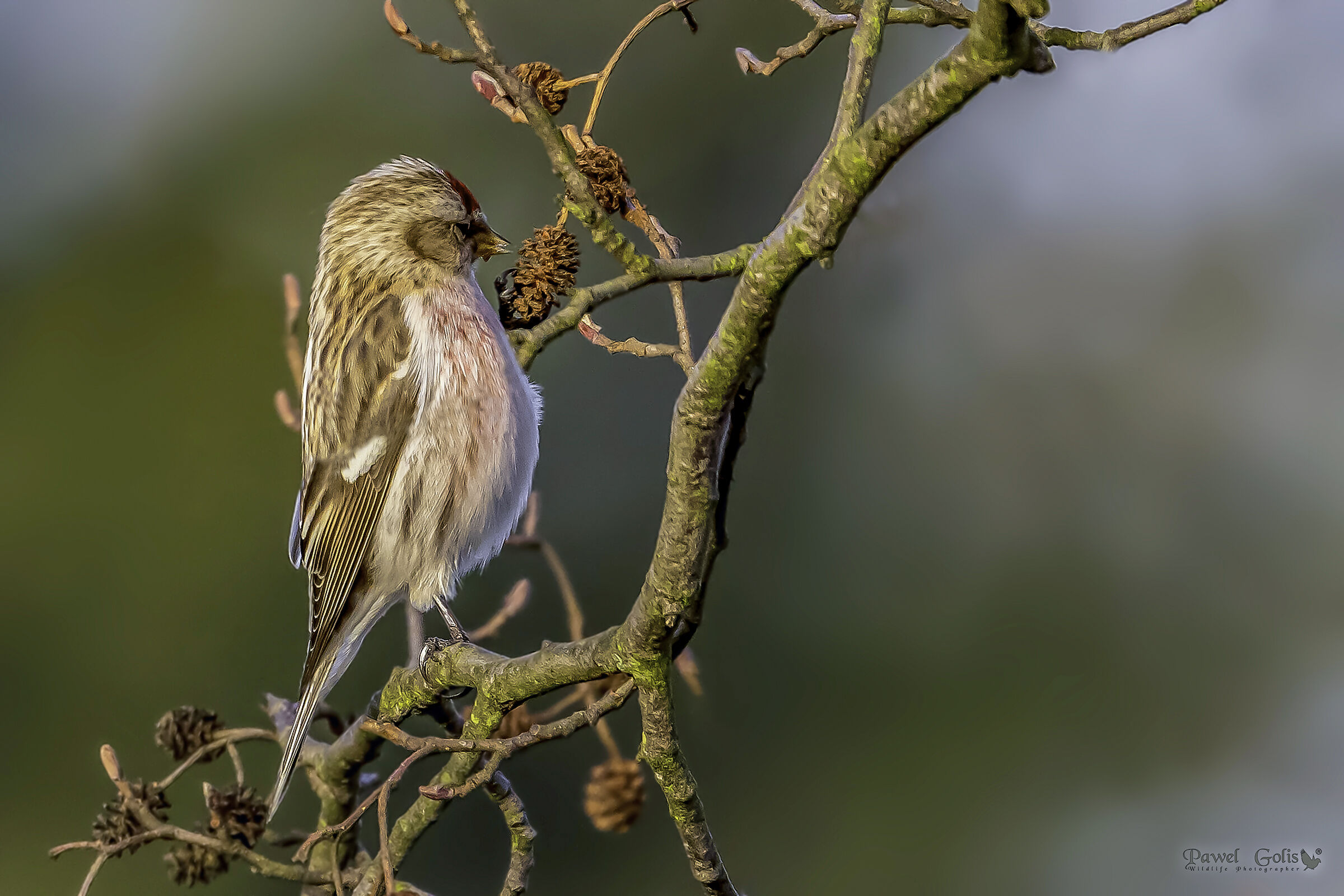 Cardellino europeo (Carduelis carduelis)