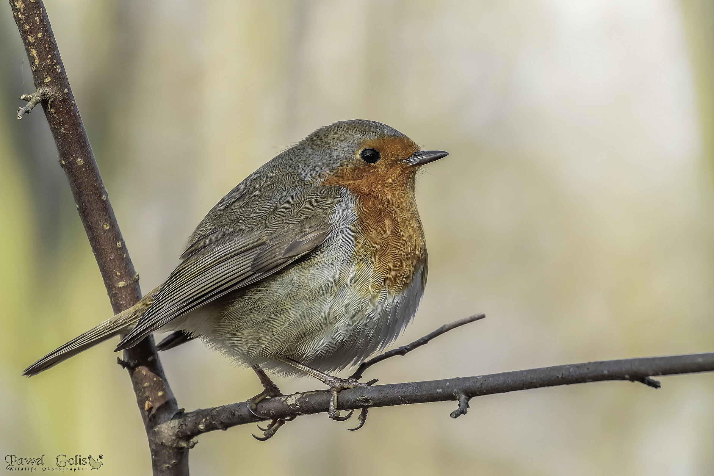 Pettirosso europeo (Erithacus rubecula)