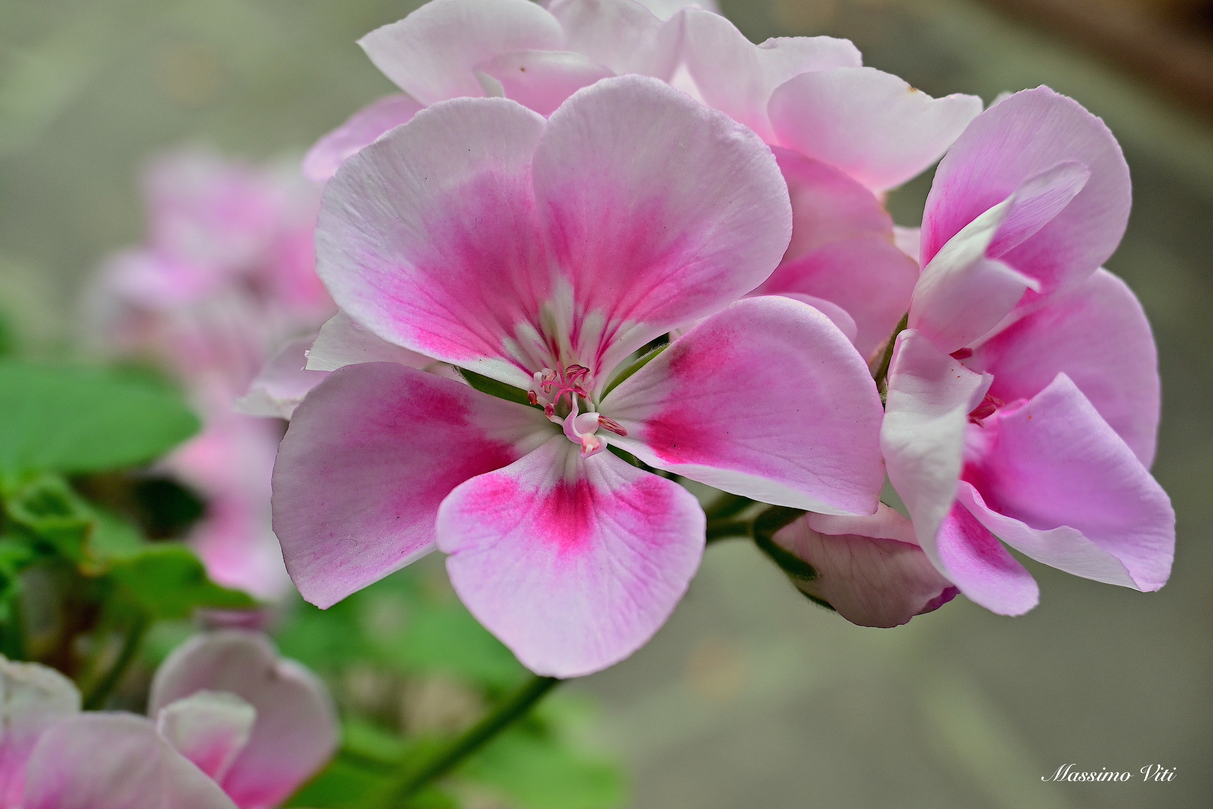 Geranium