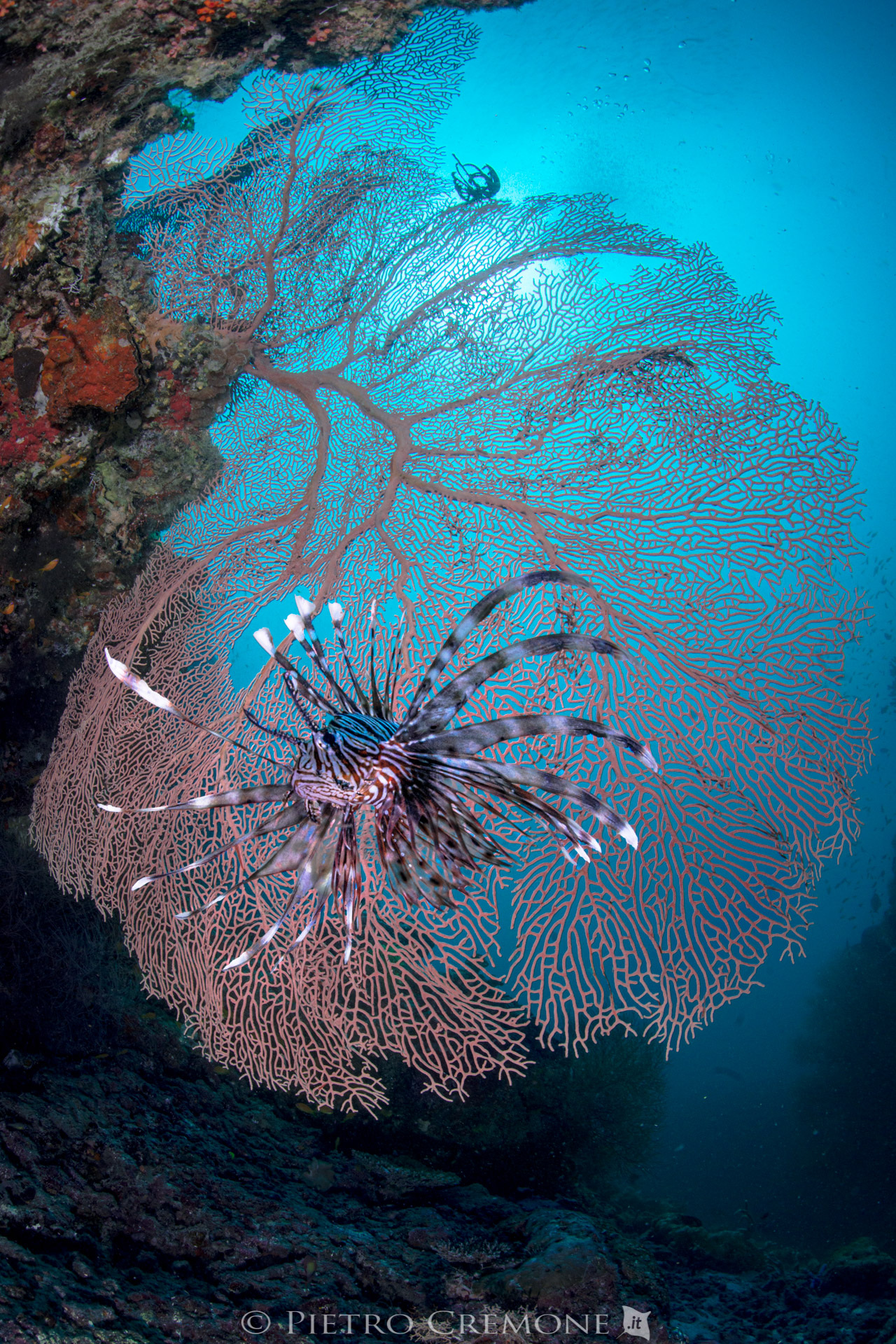 Lionfish and gorgonia