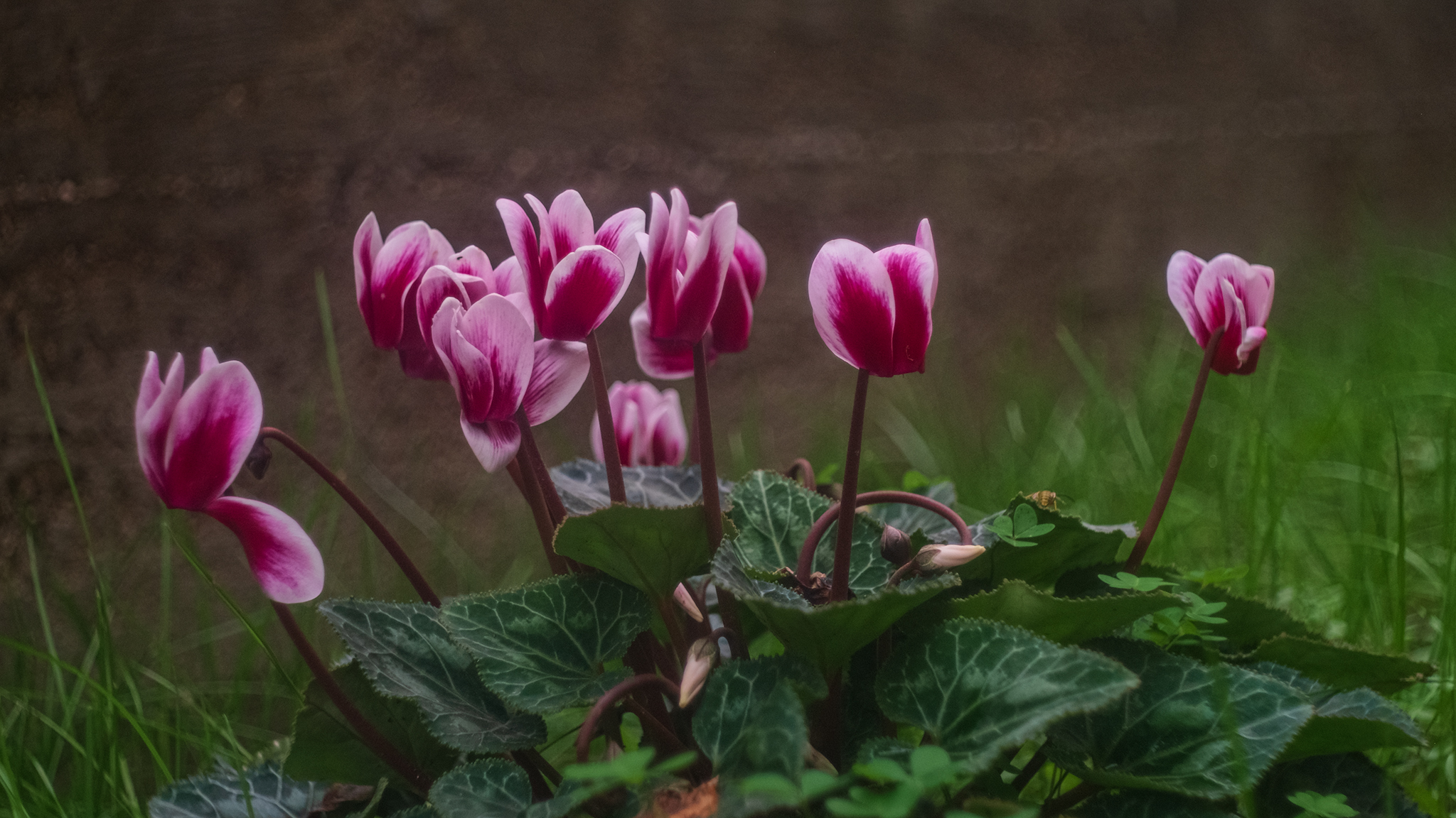 bokeh