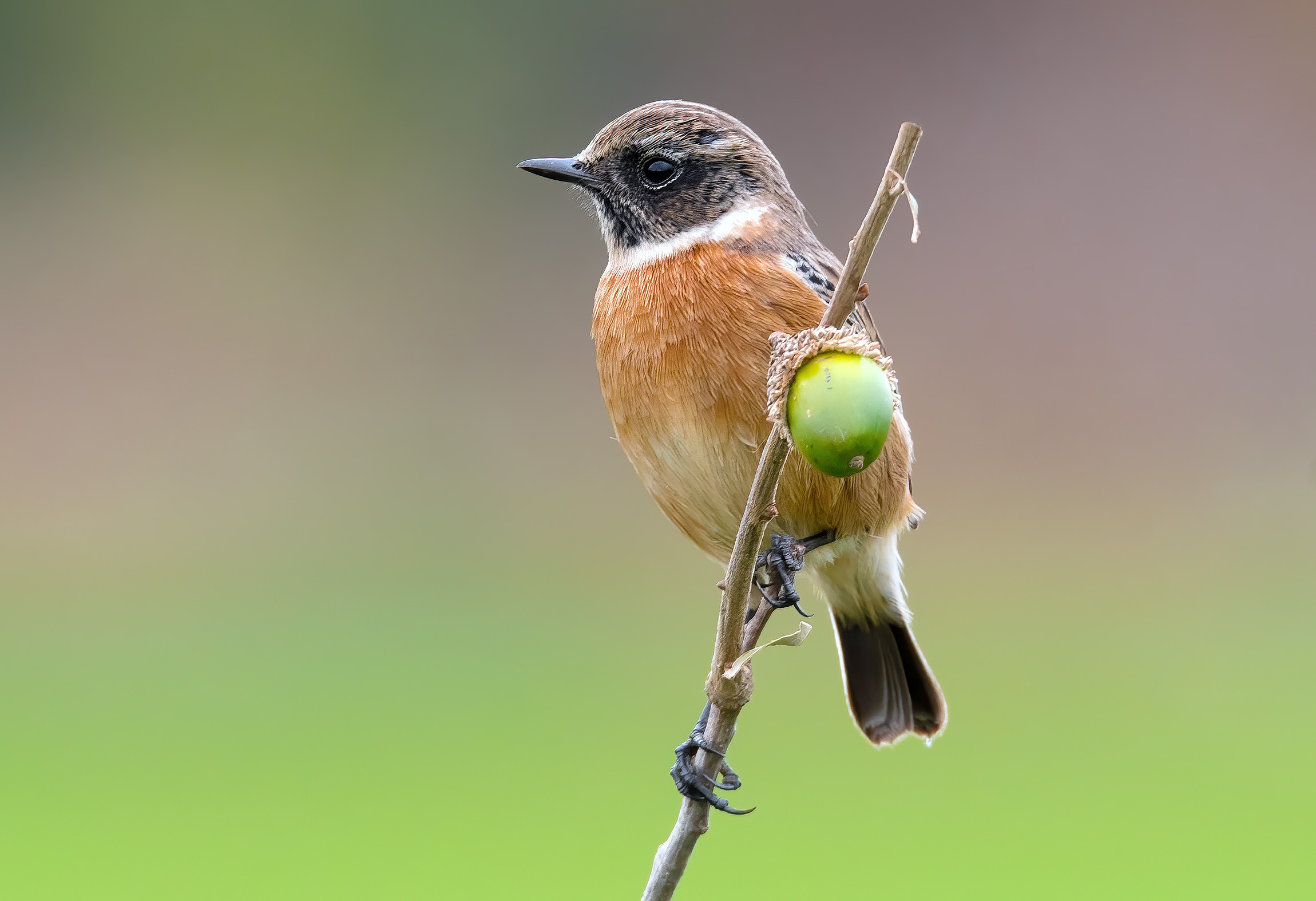 Saltimpalo (Saxicola torquatus)