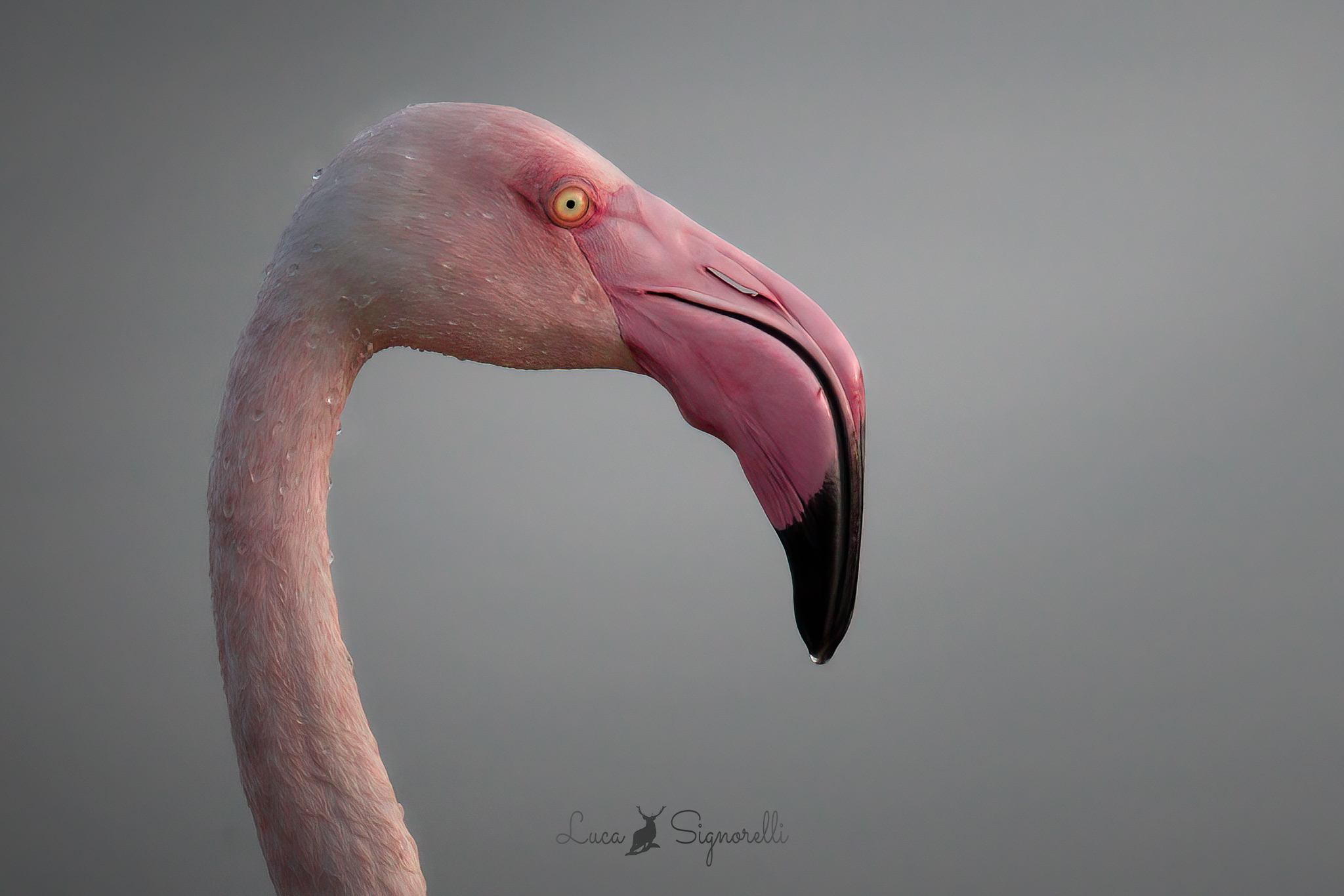 Portrait of the Pink Flamingo