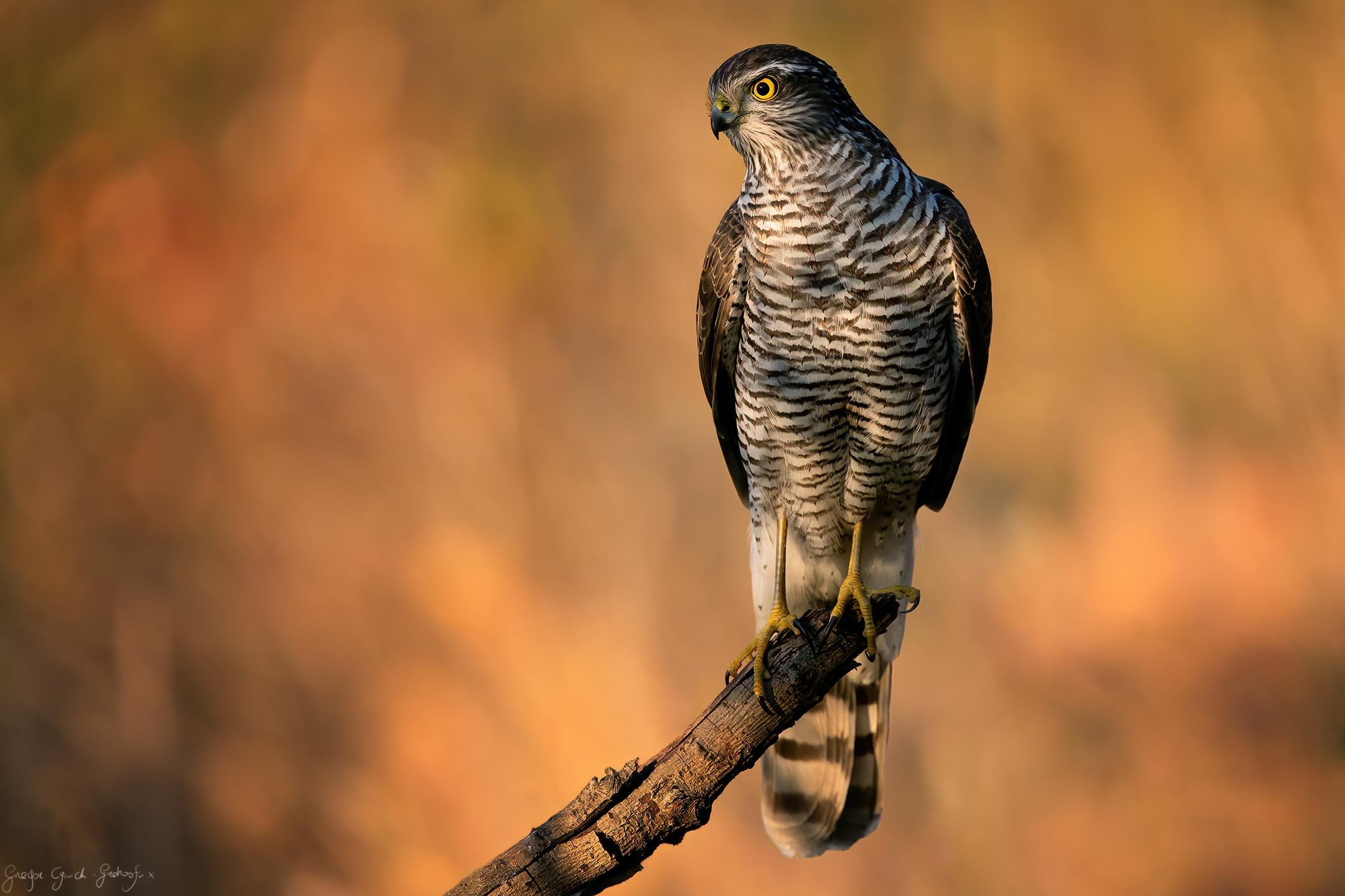 Accipiter nisus