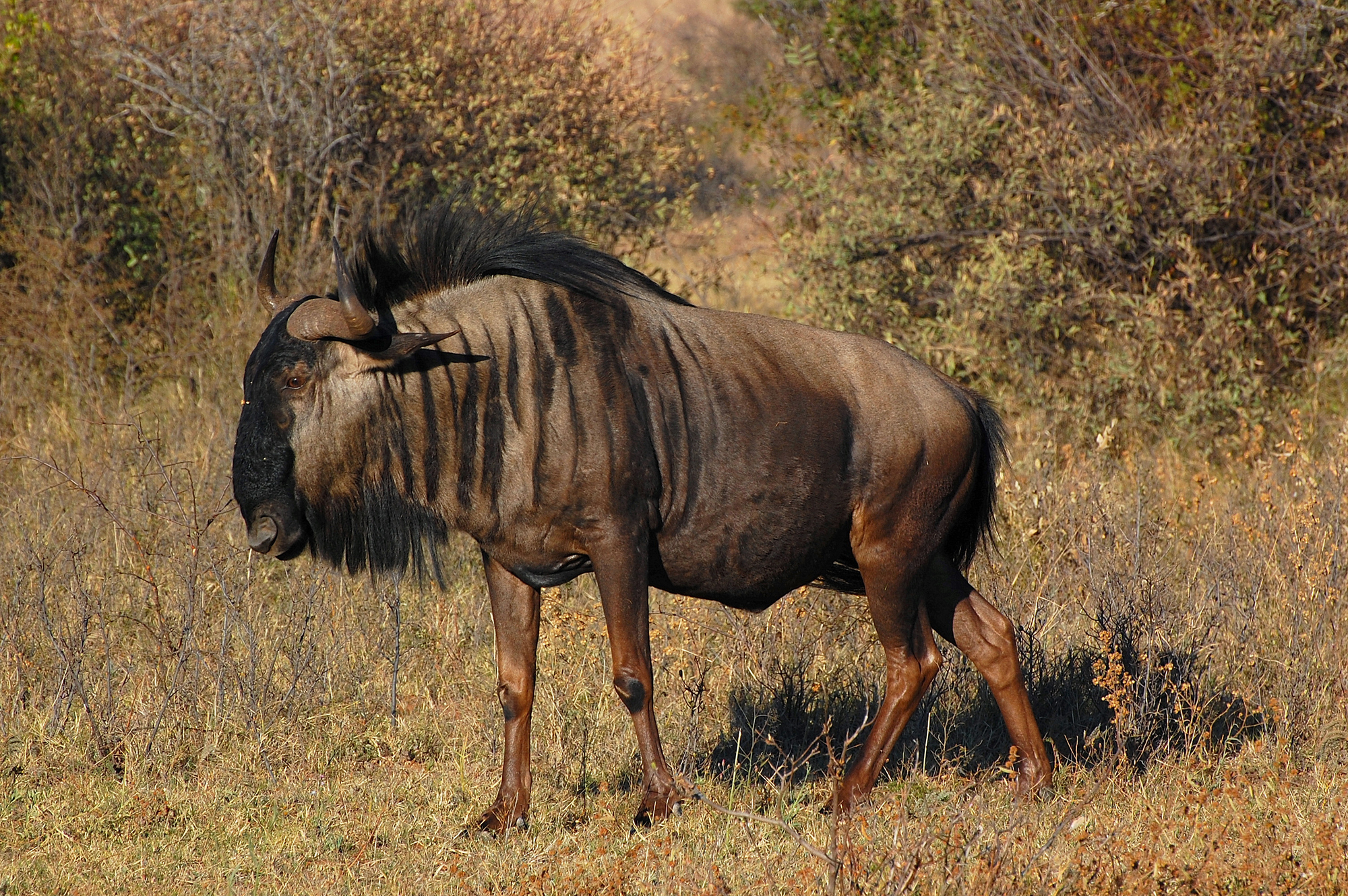 Botswana: gnu