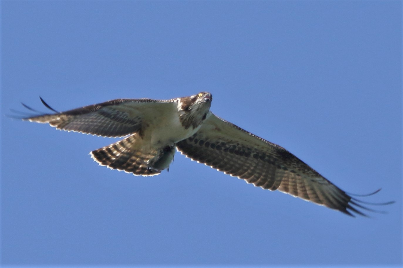 Osprey with prey 239
