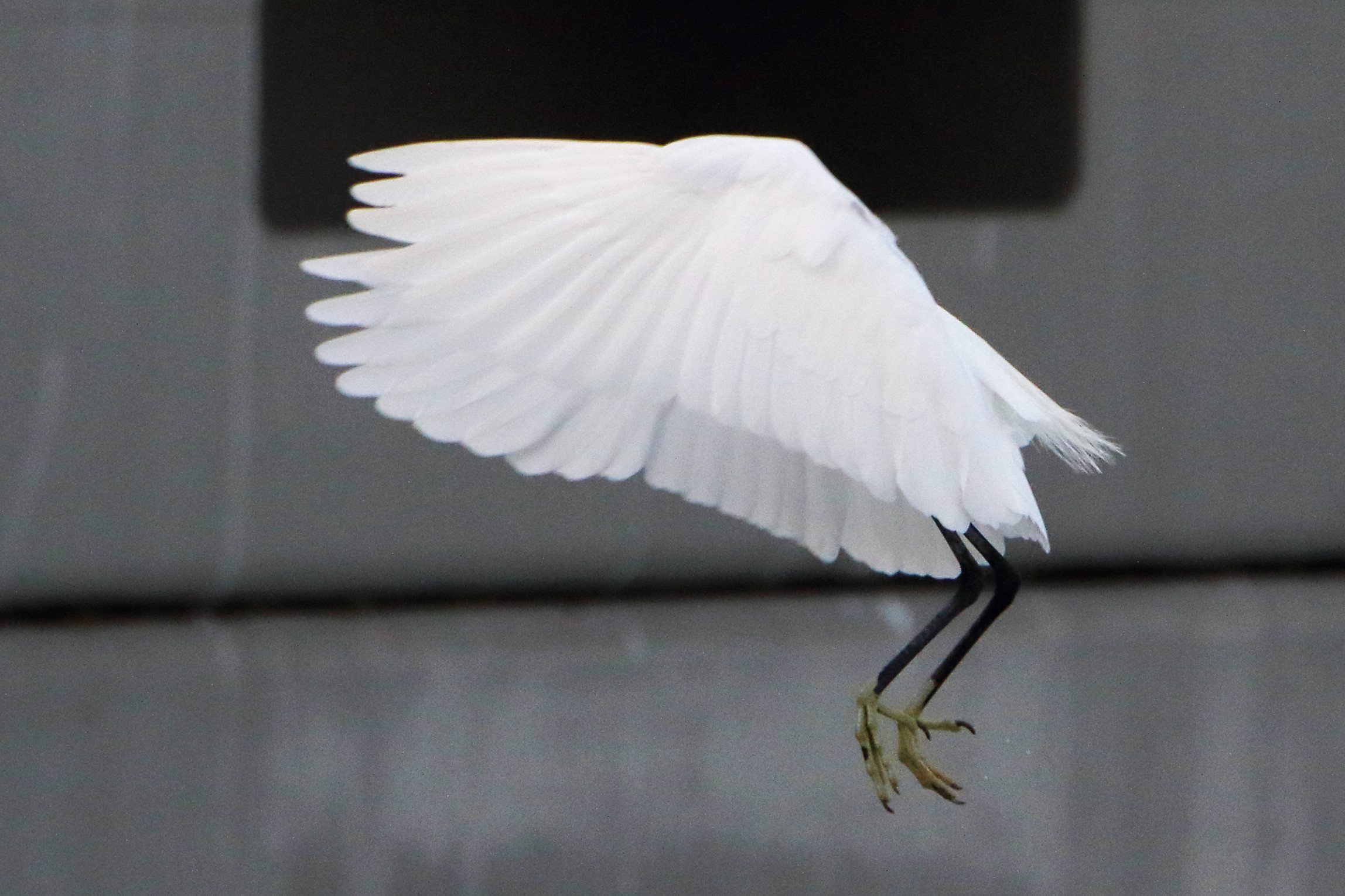 egret