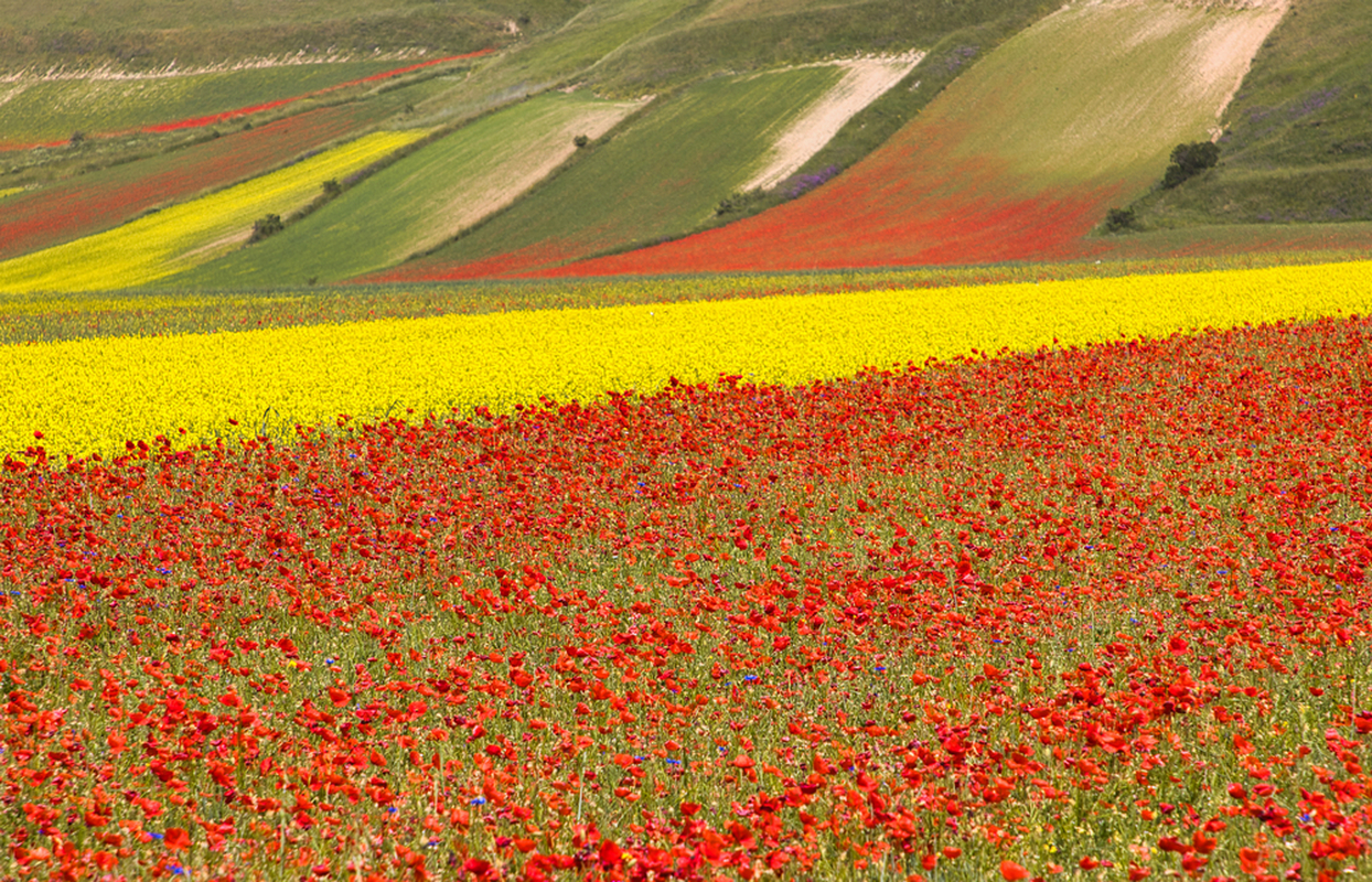 3 Castelluccio di Norcia 2021