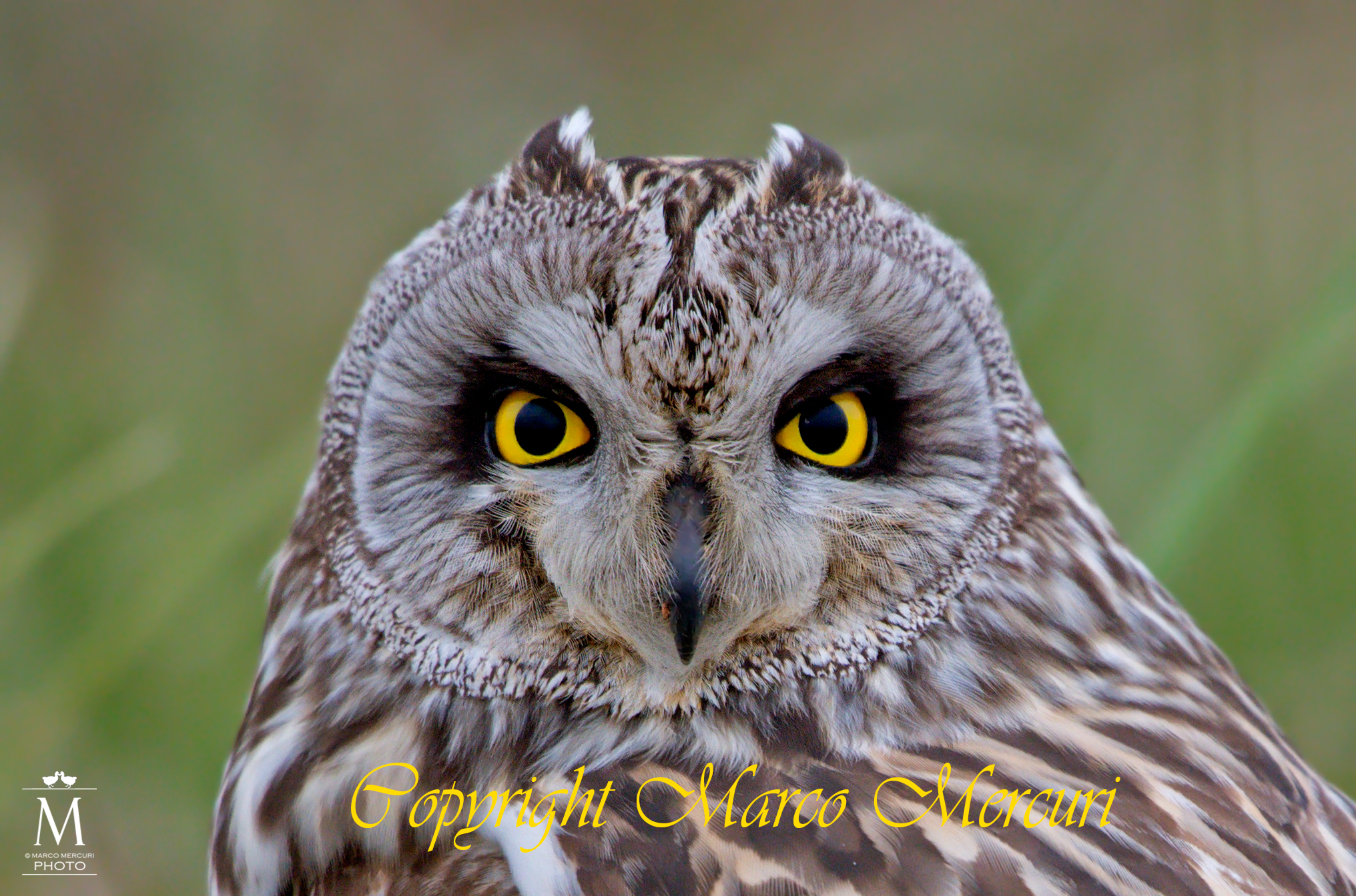 Ritratto del Gufo di Palude