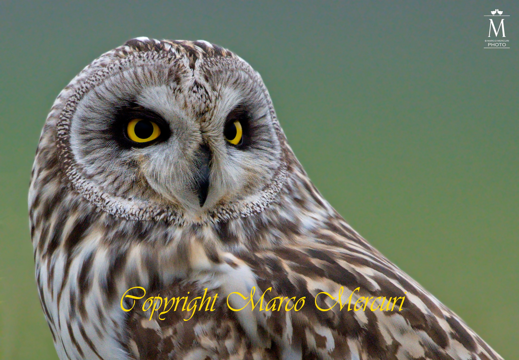 Ritratto del Gufo di Palude