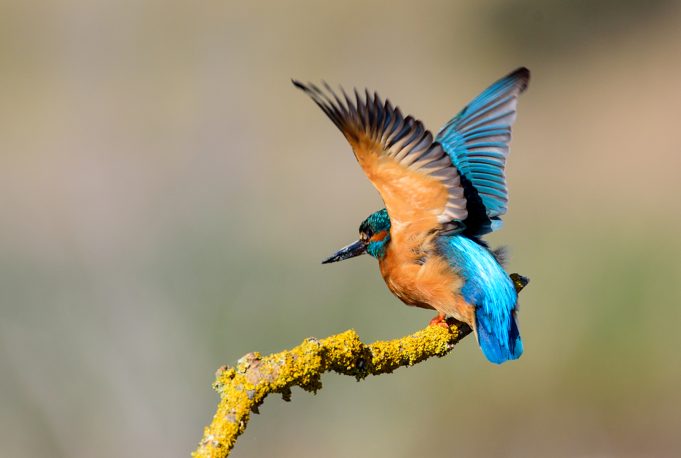 Kingfisher (f)