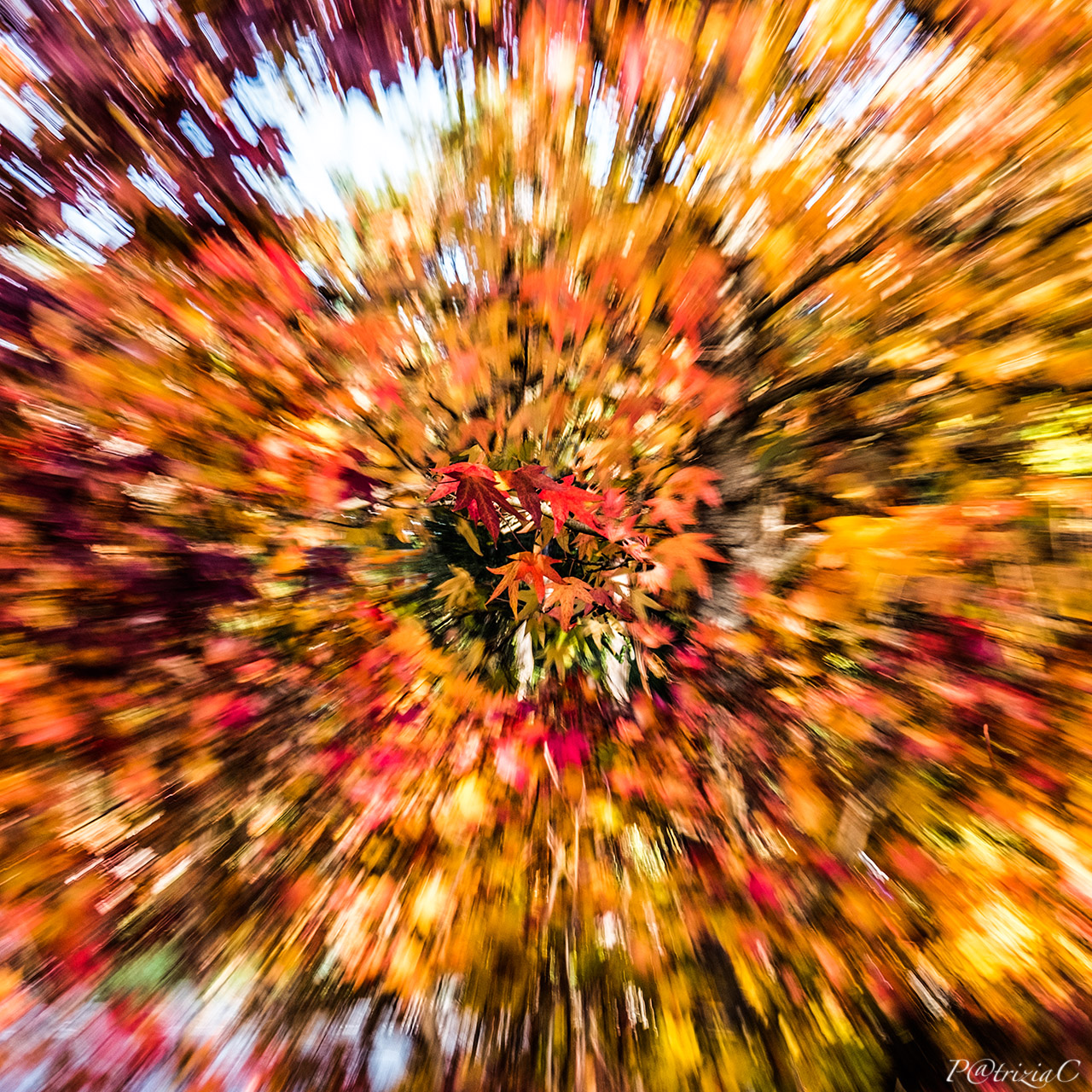 __esplosioni autunnali__