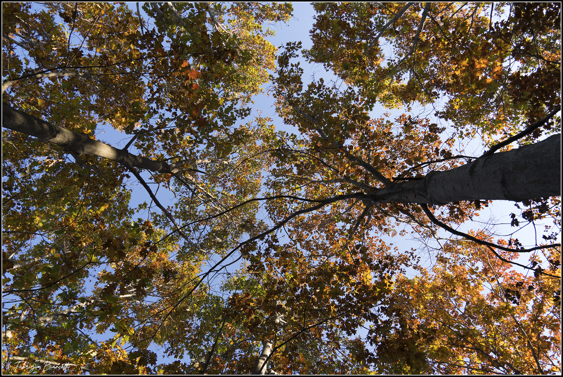 Autunno verso il cielo
