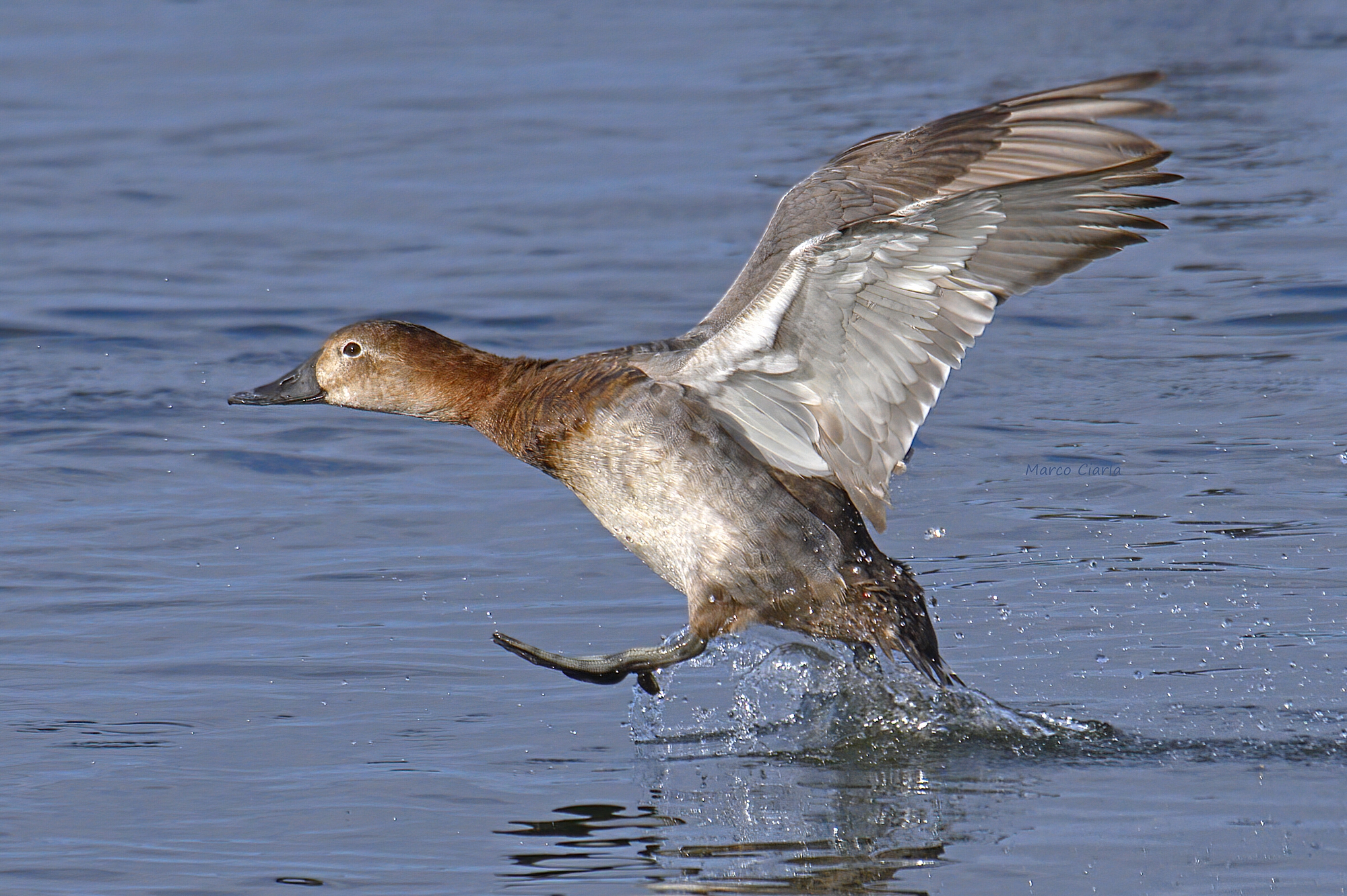 Moriglione  femmina (Aythya ferina)