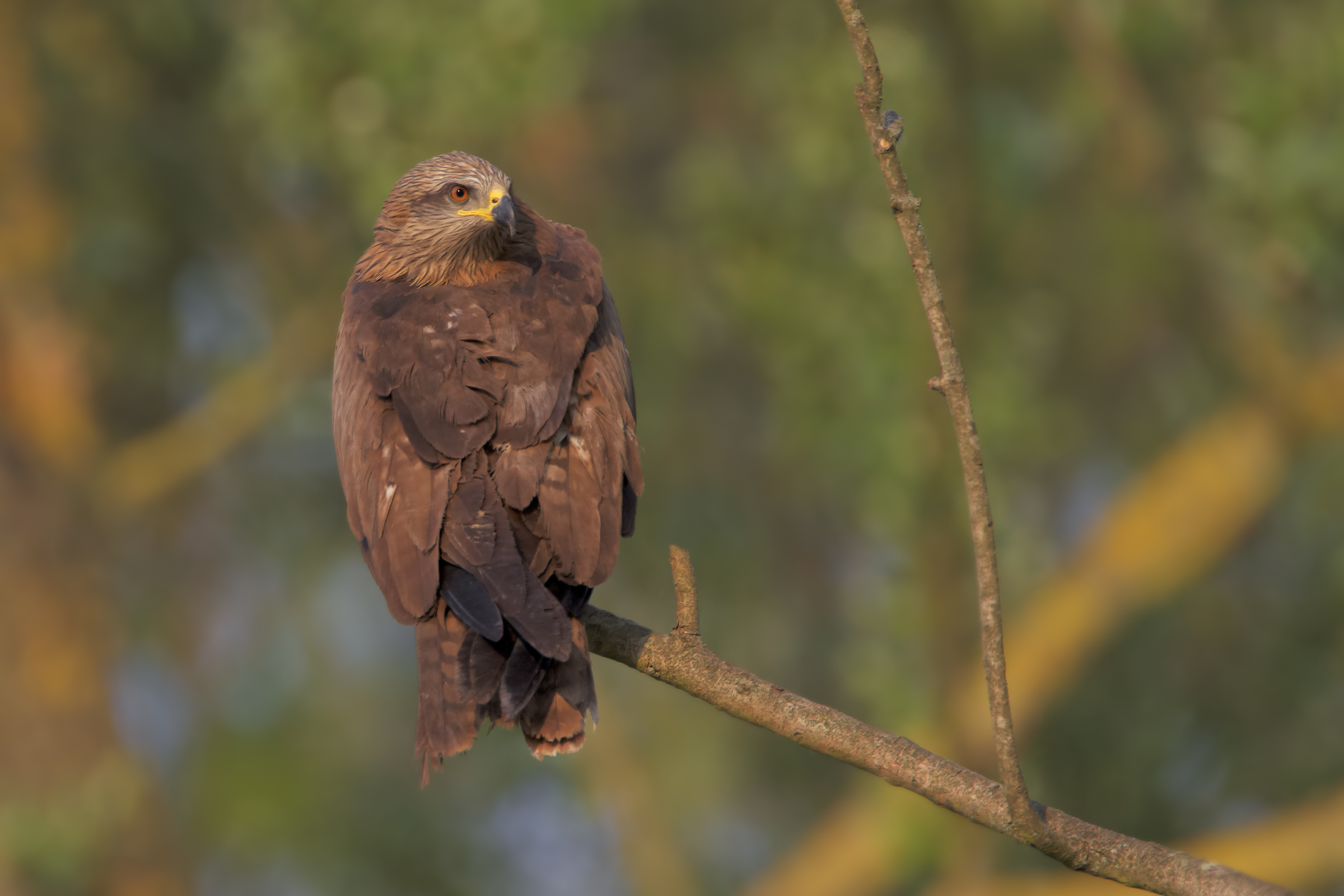 Black kite