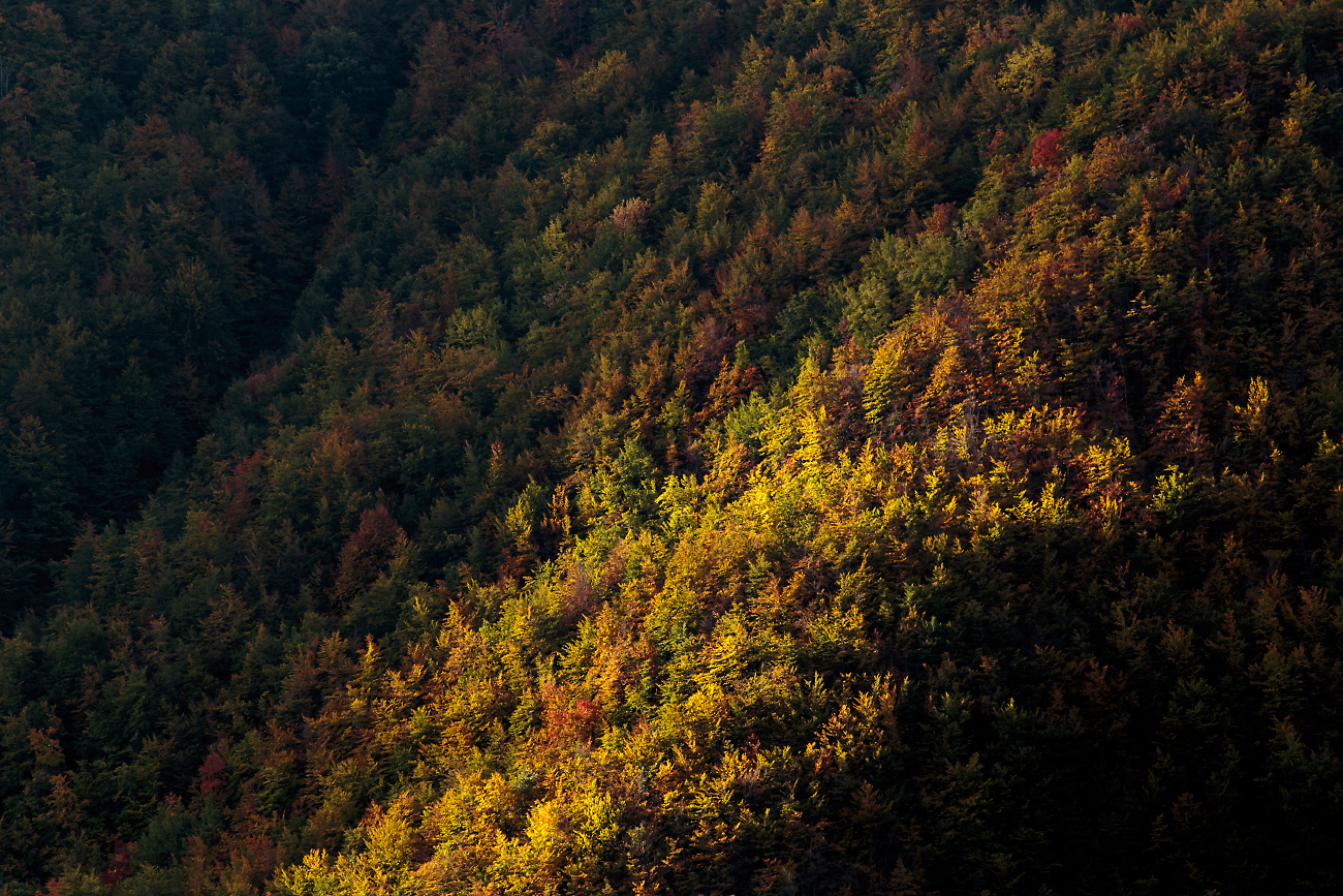 luce