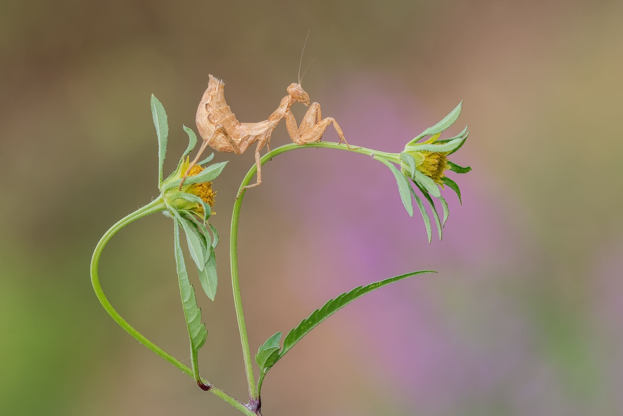 Ameles spallanzania(Rossi, 1792)