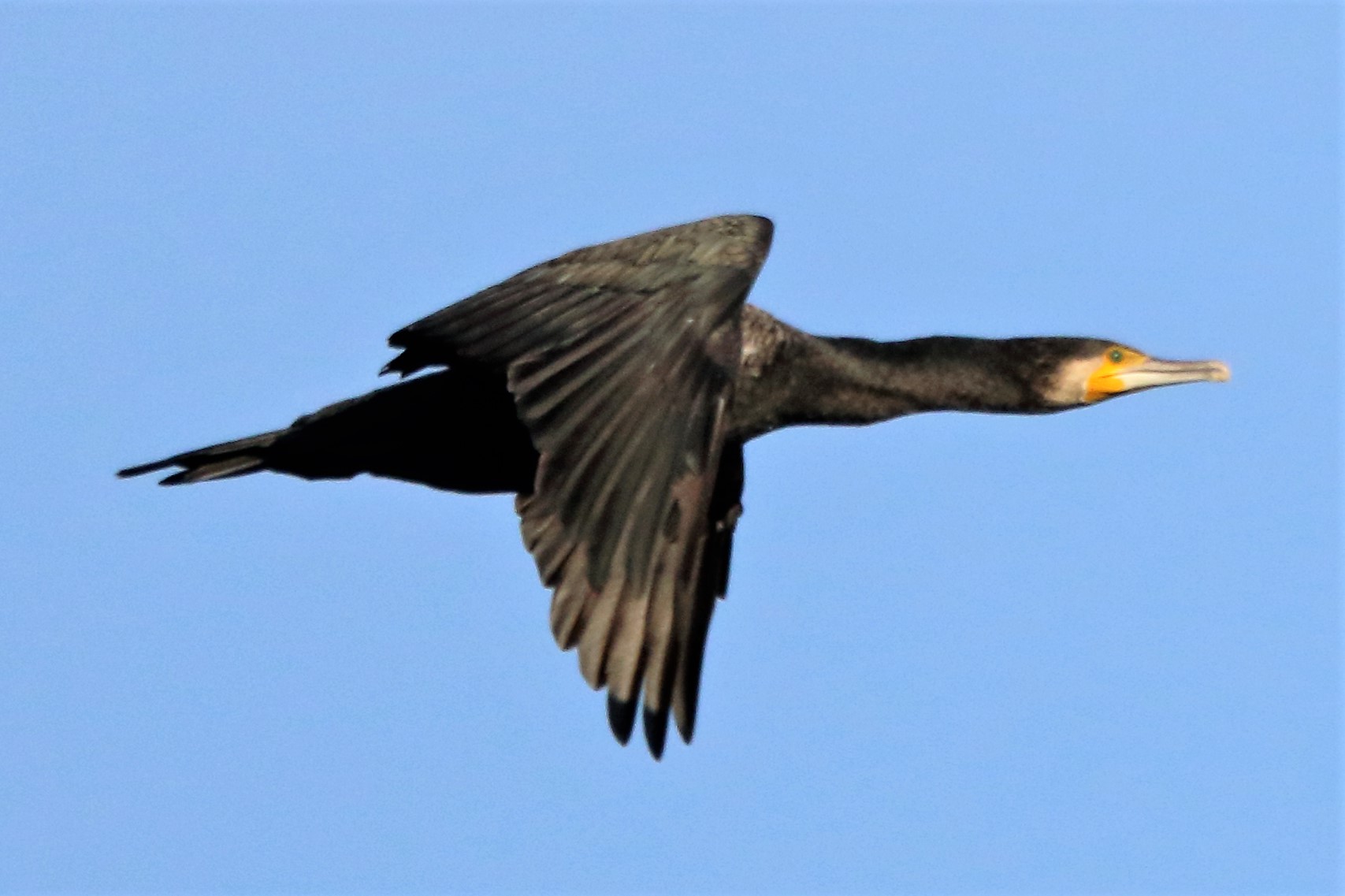 cormorant