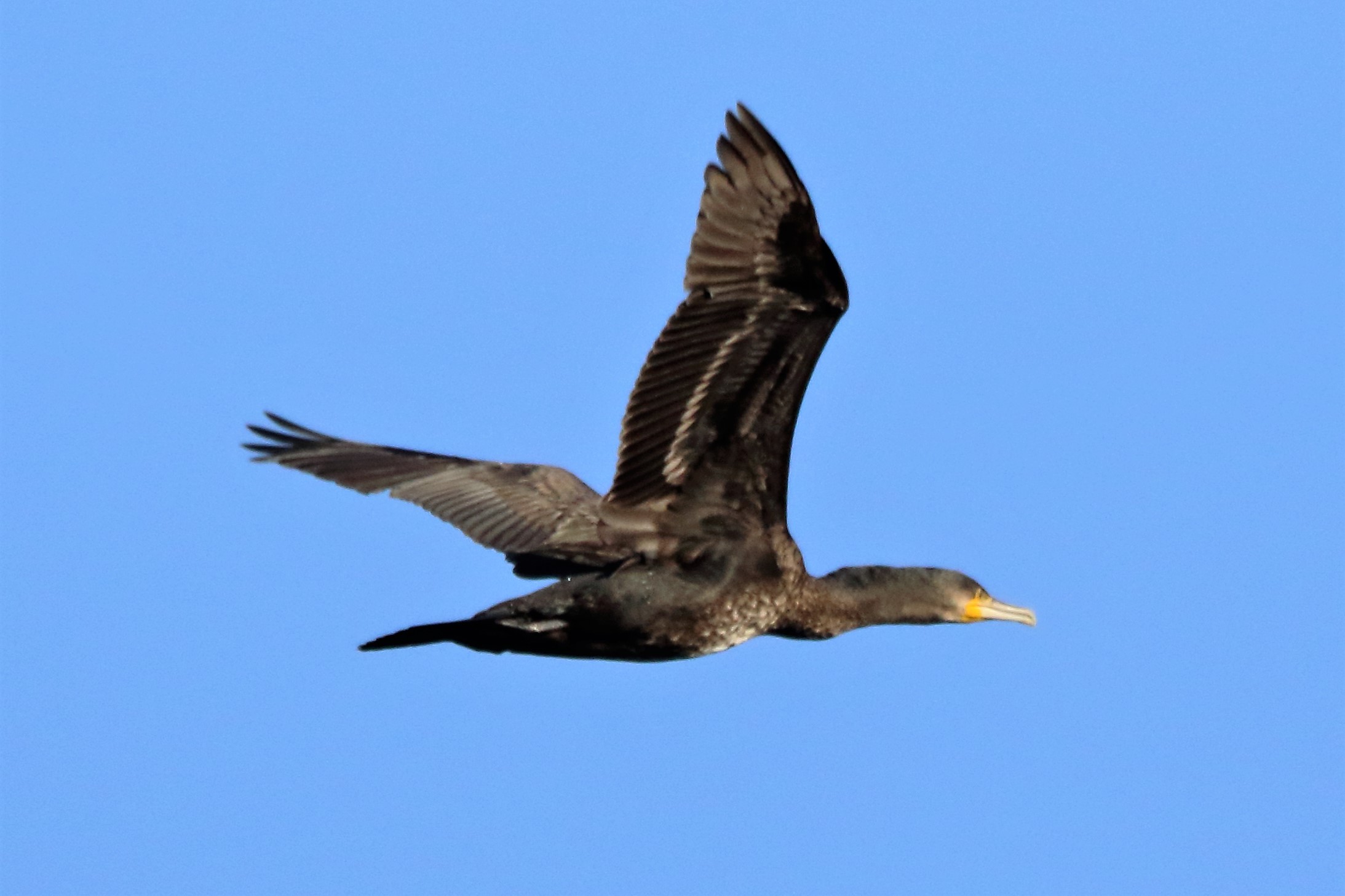 cormorant