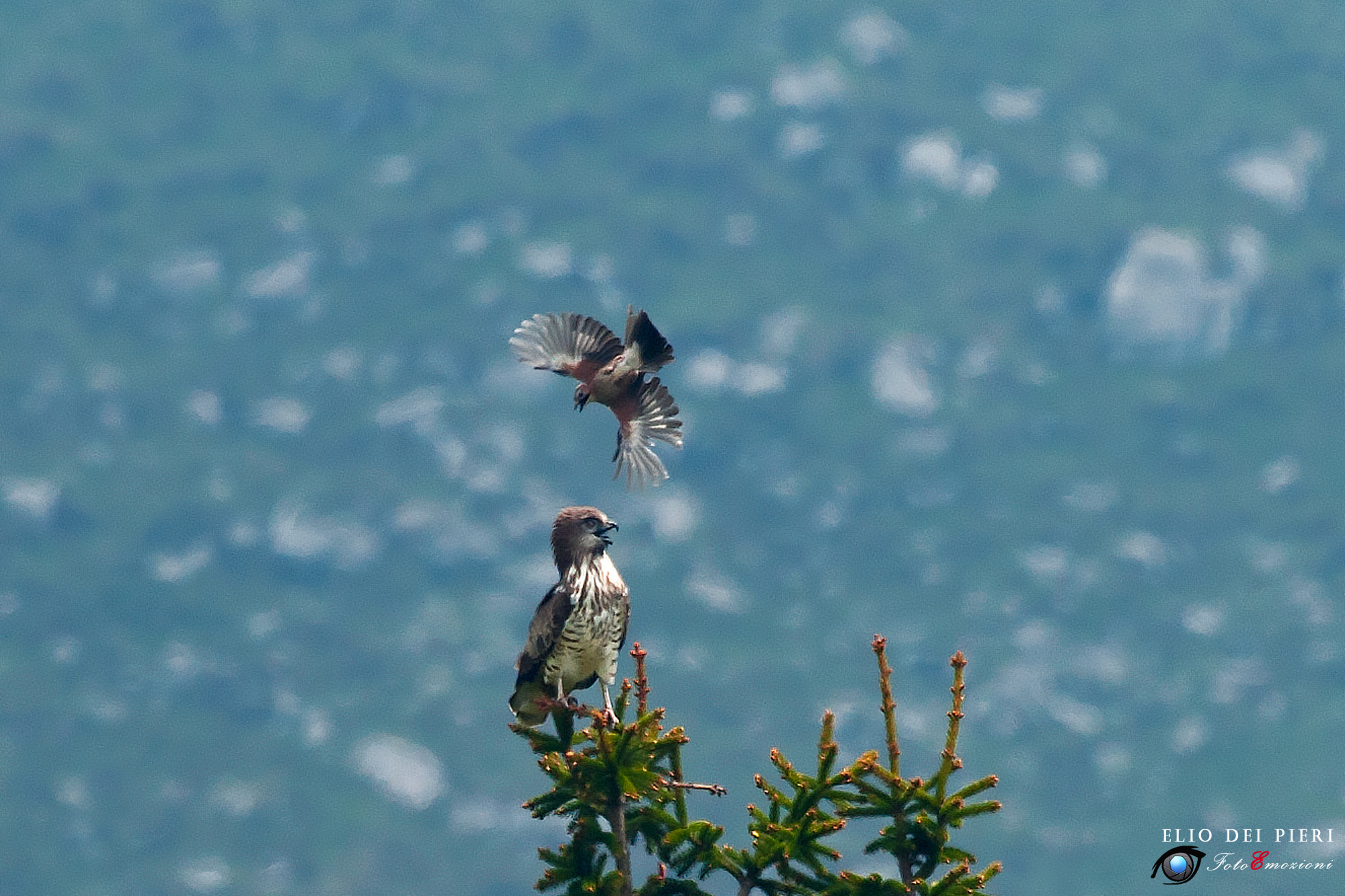 Jay vs. Jay Harrier eagle