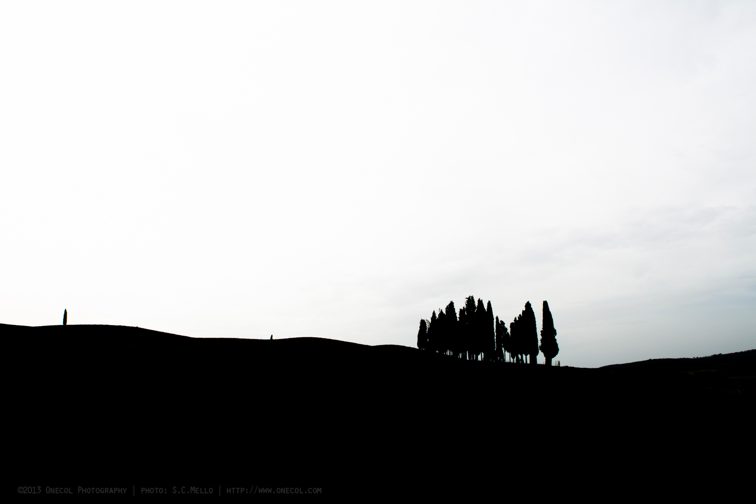 World famous cypresses