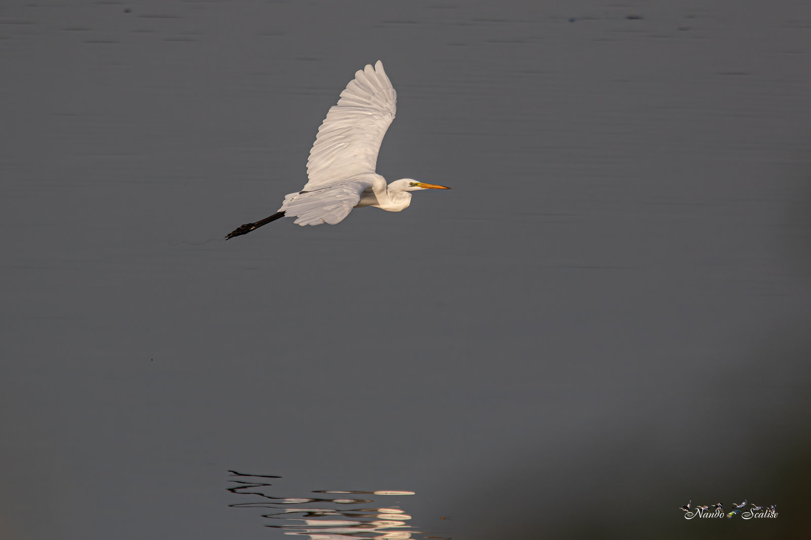white heron