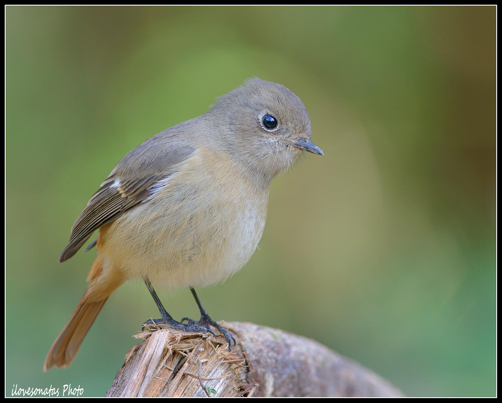 Daurian Codirosso femmina