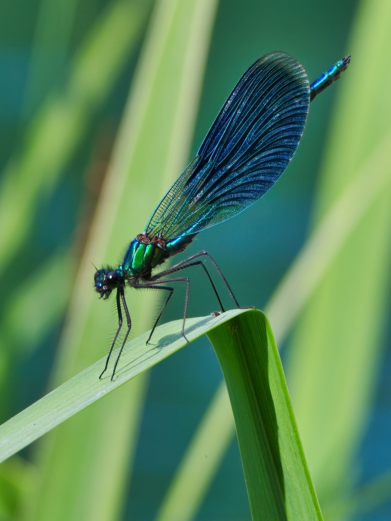 Calopteryx splendens