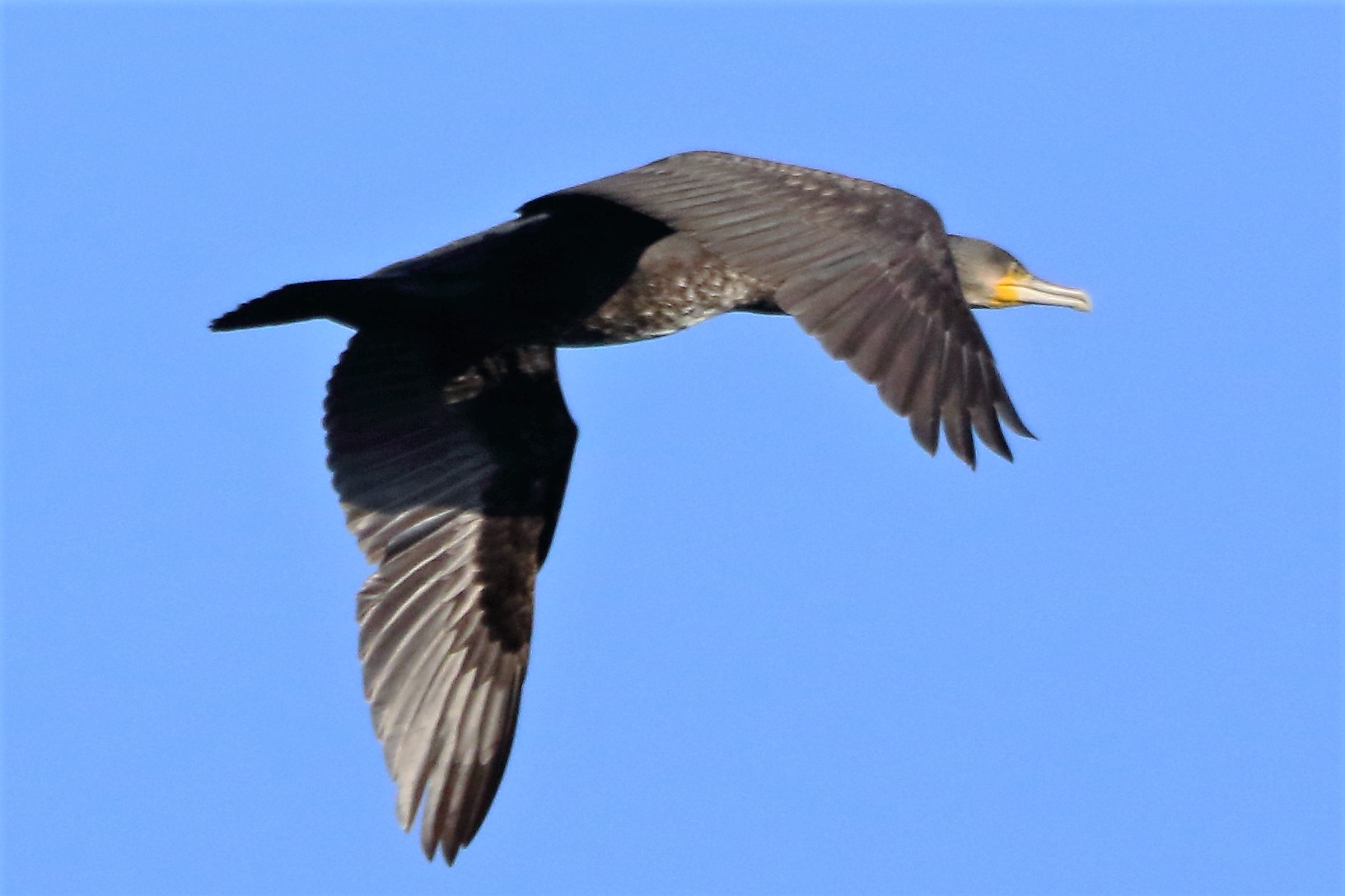 cormorant